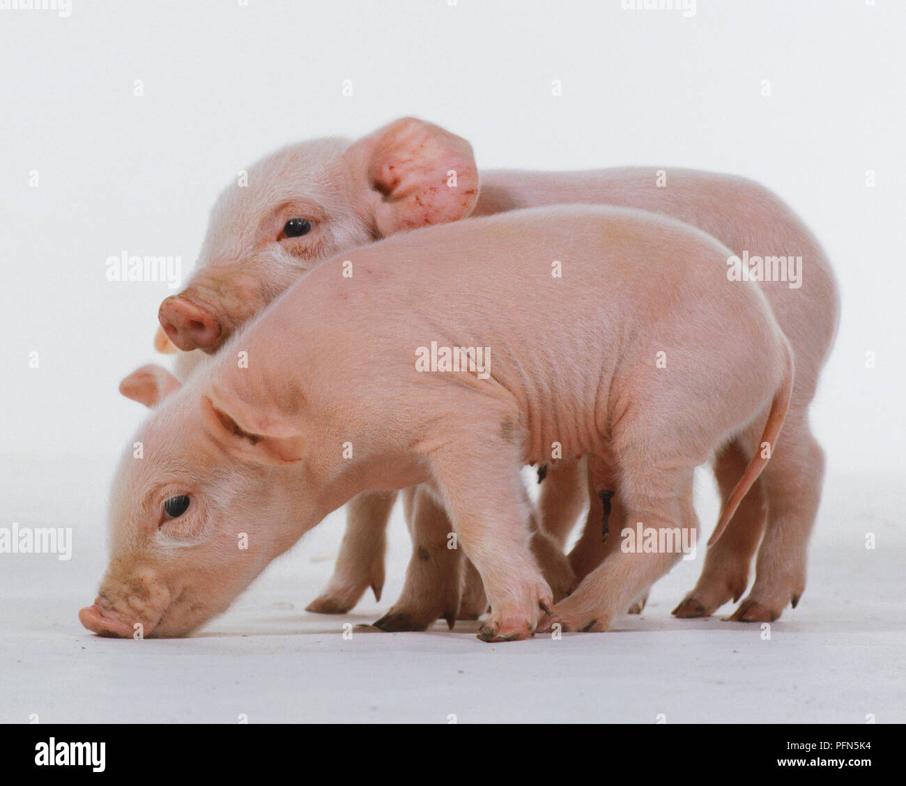 Seitliche Sicht auf zwei rosa Ferkel. Stockfoto
