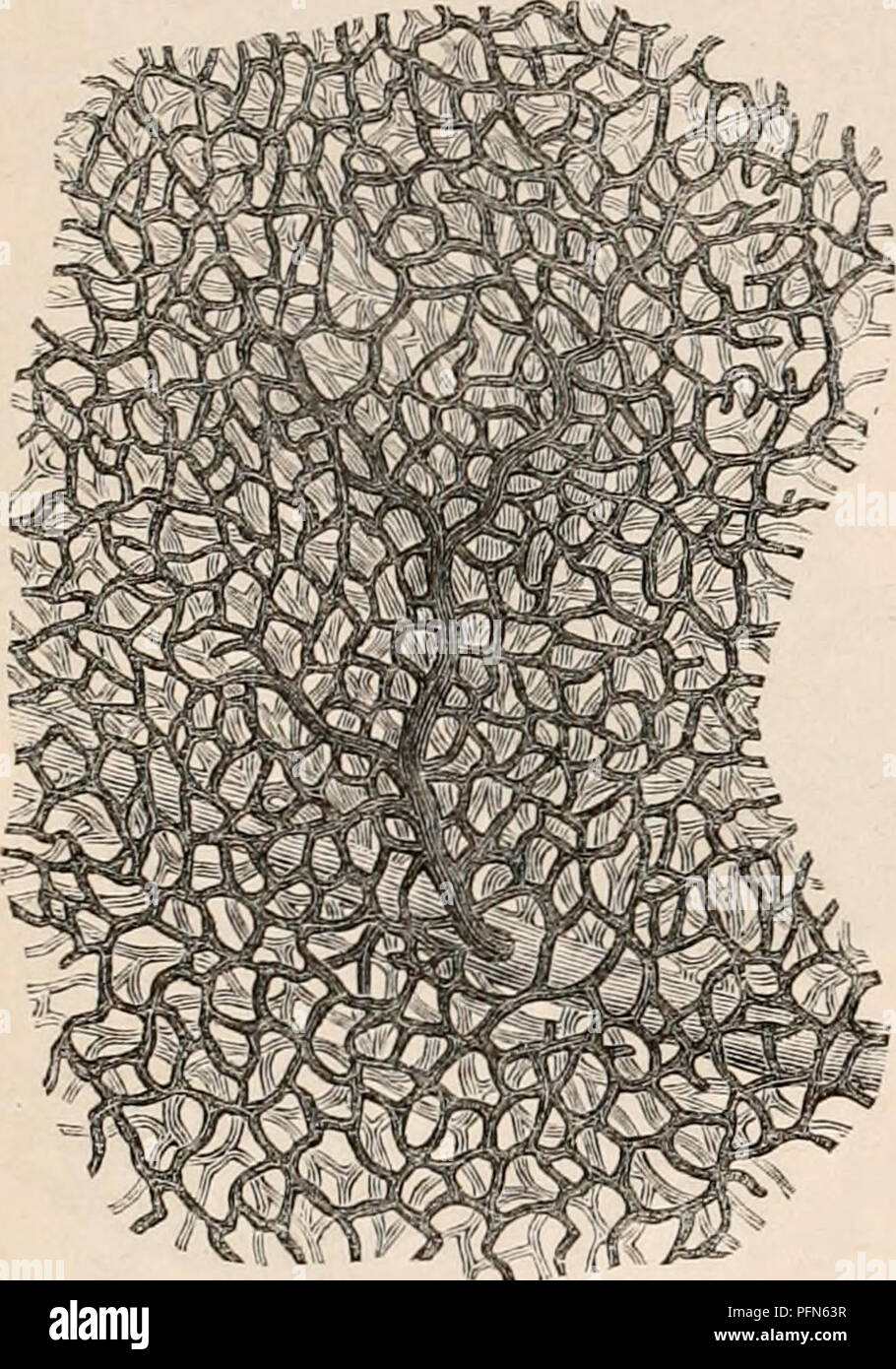 . Die cyclopaedia von Anatomie und Physiologie. Anatomie, Physiologie, Zoologie. 274 Atmung. Auf dem flachen Ausbau einer Zelle - Wand. Aber es ist trotzdem ein Fehler anzunehmen, dass jeder Cellule hat seinen eigenen arteriellen ramusctile. Professoren Harting und S. Van tier Kolk von Injektionen in diesem Punkt eindeutig: - "quod ad divisionem arteriarum ramorum at-tinet, animadvertenduin est, non alveolum quemquesingulum ramulum accipere, quum hoc bezeichnet, valeat de infundibulis, Ita ut lobulus, infundibula accipiat truncuin continens, arte-riae, ille Truncus ad numerum infundibulorum dividatur et iter Stockfoto
