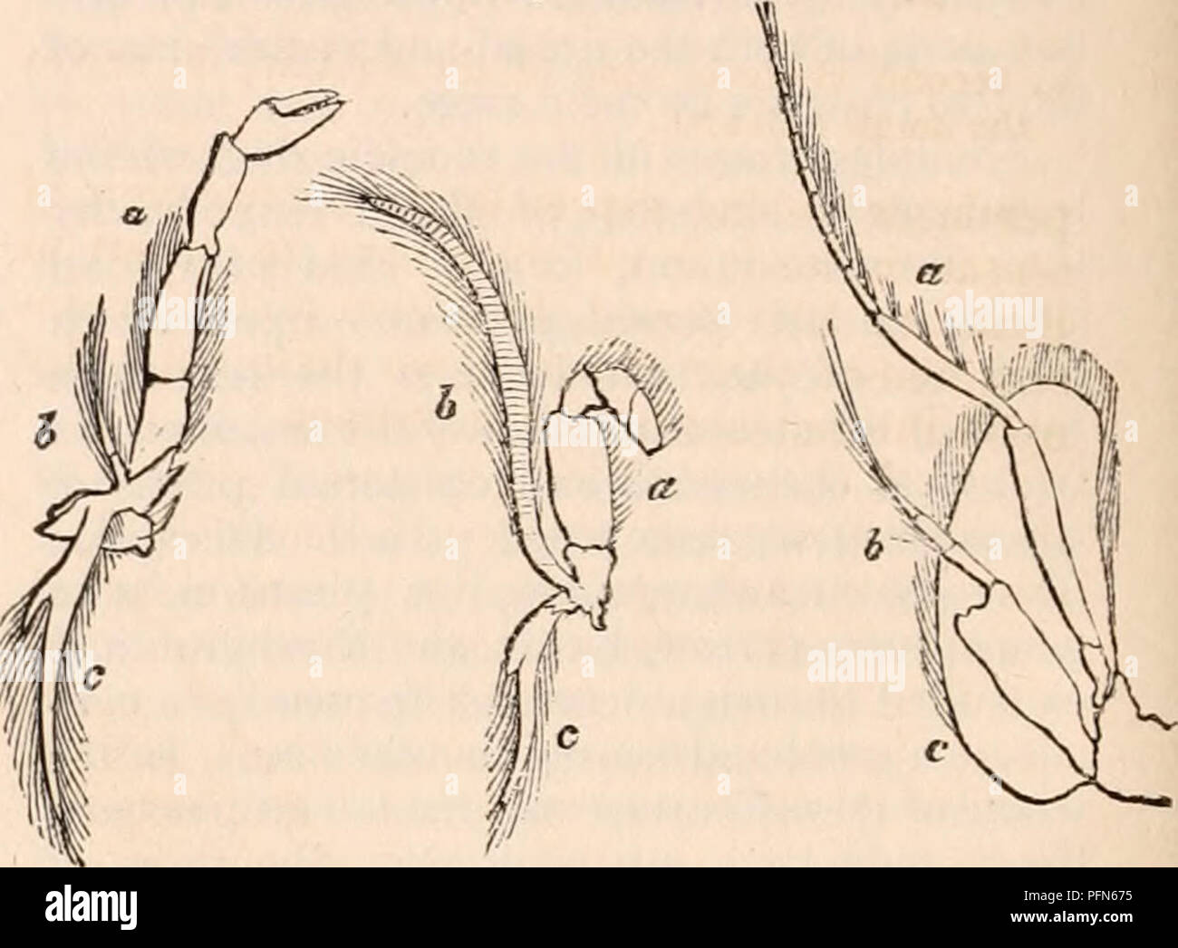 . Die cyclopaedia von Anatomie und Physiologie. Anatomie, Physiologie, Zoologie. lungs-, oder, dass die Formulare, die Sie übernehmen, in Har-mony mit den verwendet, denen Sie dienen, machen Sie haftet verwechselt zu werden. Es ist sehr unter- schiedlichen im Embryo; hier, in der Tat, wie unter: Die einfachsten Formen der Serie, der Gesamtheit der Extremitäten sind zunächst ähnlich; und es ist nur in Folge der entfernteren Entwicklungen, dass jedes Paar schließlich übernimmt Taucher - Hochschulen in Form und Charakter im Zusammenhang mit den verschiedenen Funktionen, für die Sie sind insbesondere bestimmt. In den perfekten Zustand der Entwicklung, die Extremitäten in der Stockfoto