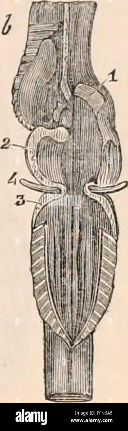 . Die cyclopaedia von Anatomie und Physiologie. Anatomie, Physiologie, Zoologie. Anatomie des Gehirns der Schildkröte. {Nach Swan.*) ein. 1, Corpus striatum und geringerem länglich Eminenz zum Öffnen der lateralen Ventrikel gesehen; auf der linken Seite Choroid plexus gesehen wird durch eine Öffnung im Septum, mit der der rechten Seite zu kommunizieren; Teil der quergestreiften Körper hat auf der rechten Seite entfernt wurde; 2, thalamus der Sehnerv; 3, Optic lobe und Ventrikel vorwärts weiter unter dem thalami und bilden eine Ähnlichkeit des dritten Ventrikels, und dann rückwärts in die CERE-Bellum, und die Stockfoto