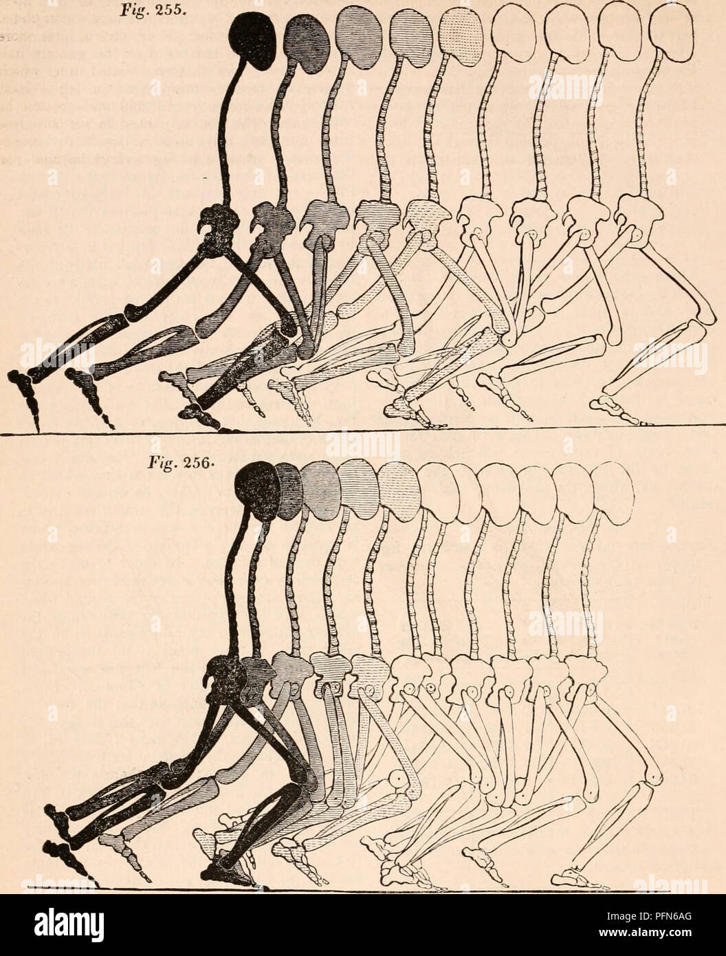 . Die cyclopaedia von Anatomie und Physiologie. Anatomie, Physiologie, Zoologie. 4C 3MOTION. 255. Abb. * dienen auch zum folgenden für-mulas illustrieren. As-f;&gt; 2=/'. Die Werte in der obigen Gleichungen erhalten wir folgende Ergebnisse, die accord sehr eng mit Experiment. t-T=. T COS 1t. Diese drei Gleichungen, die sich aus den allgemeinen Formeln abgeleitet werden, sollen die wichtigsten Daten, auf die sich die Theorie der Walking beruht, zum Ausdruck zu bringen. Wenn n=r=. 1 und 6 = 0, und wir Ersatz für ft. sein Wert als abgeleitet von Experi- ment in Walking und lassen Sie ((U-[-1) g = 34.65, *T=0".7 Und Stockfoto