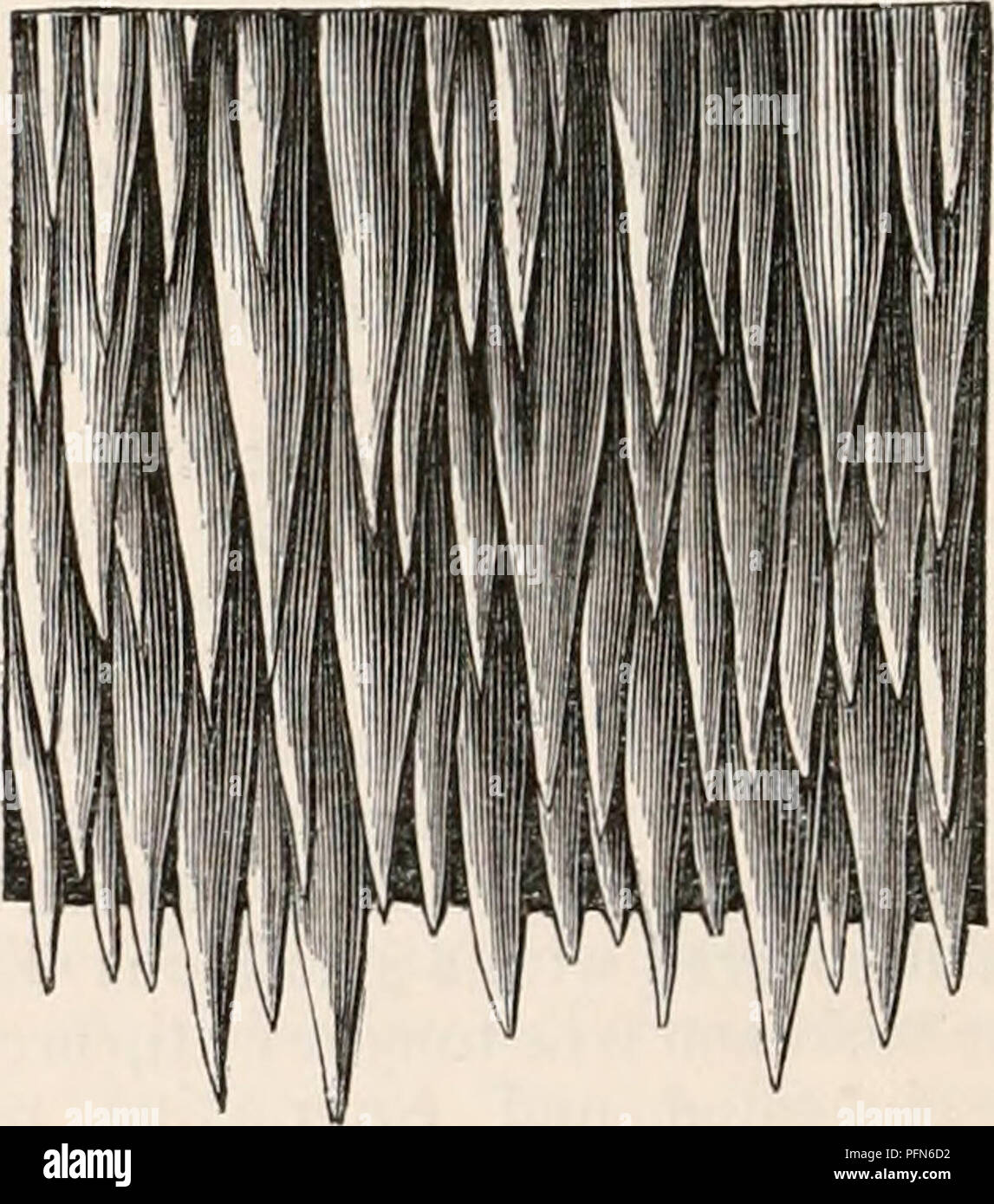 . Die cyclopaedia von Anatomie und Physiologie. Anatomie, Physiologie, Zoologie. 294 REPTILIA. Atem mit Facility während nur die Spitze seiner Abb. 213. Kehle, (Ösophagus und Magen des Krokodils. a, Nase, ich, postorbital Platte; c, Zunge, d, Ventilen in den Schlund; e, Speiseröhre;/, muskulösen Teil der Magen; Ich, zentrale Sehnen von dito; g-k, Beginn der Zwölffingerdarm. Nase ist über der Oberfläche der Wasser, (Abb. 213.) Verdauungssystem. - Die speiseröhre von rep-Fliesen ist nie Dilatiert in eine Ernte, wie in Vögel; es entweder bewahrt fast den gleichen Durchmesser über die gesamte Länge, oder, ich Stockfoto