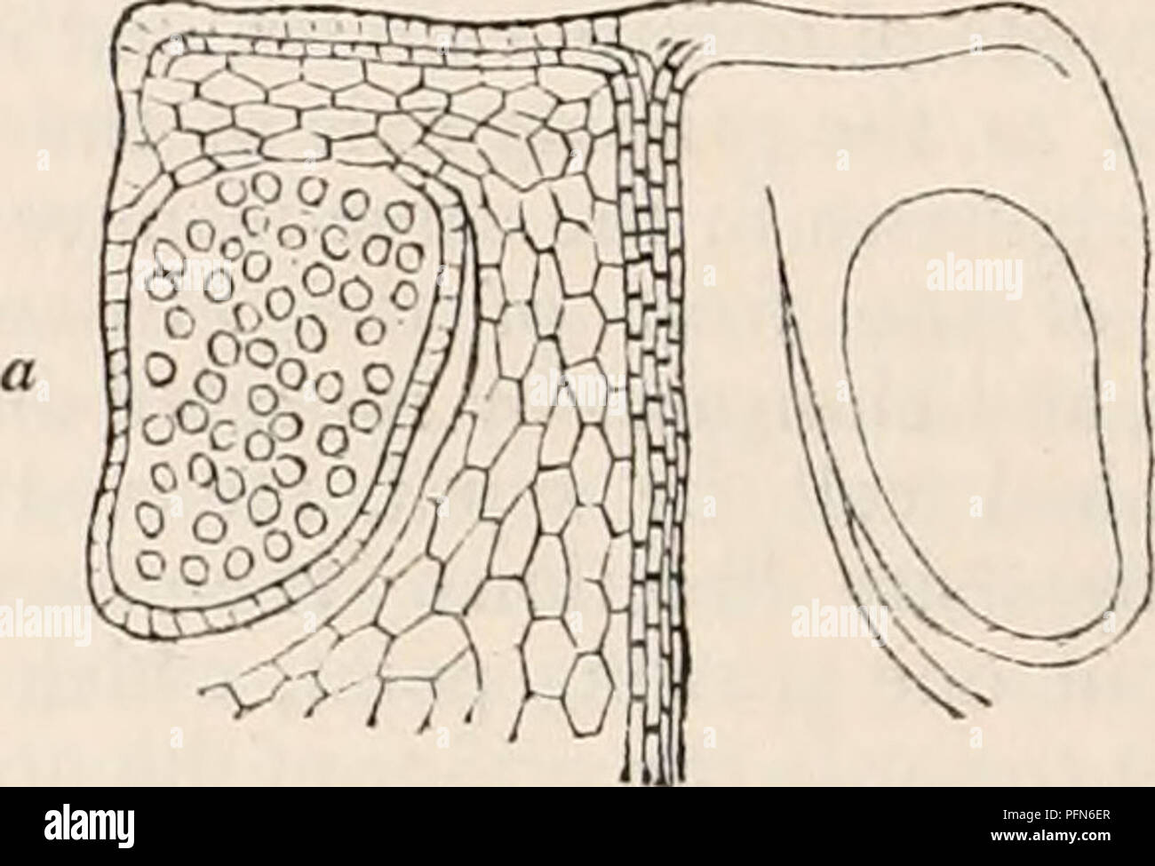 . Die cyclopaedia von Anatomie und Physiologie. Anatomie, Physiologie, Zoologie. aufeinander, die com-bine zu bilden eine kreisförmige Mauer um einen zentralen Hohlraum, der den Keim enthält überlagert, und ist die Kündigung des Vierecks Kanal. Auf der Umwandlung der Keimzelle in der Embryo, Beobachtungen noch nicht wollen. 89. Sporen und sporangien.- Die Organe, auf die sich die Spore-Fälle werden unterstützt werden ar-in Quirlen reichten im oberen Teil der Früchte rund - Lager stammen. Sie scheinen Modifikationen der normalen Stammzellen werden - Blätter, auf welchem Konto Sie den Namen des sporophyl erhalten haben. Stockfoto