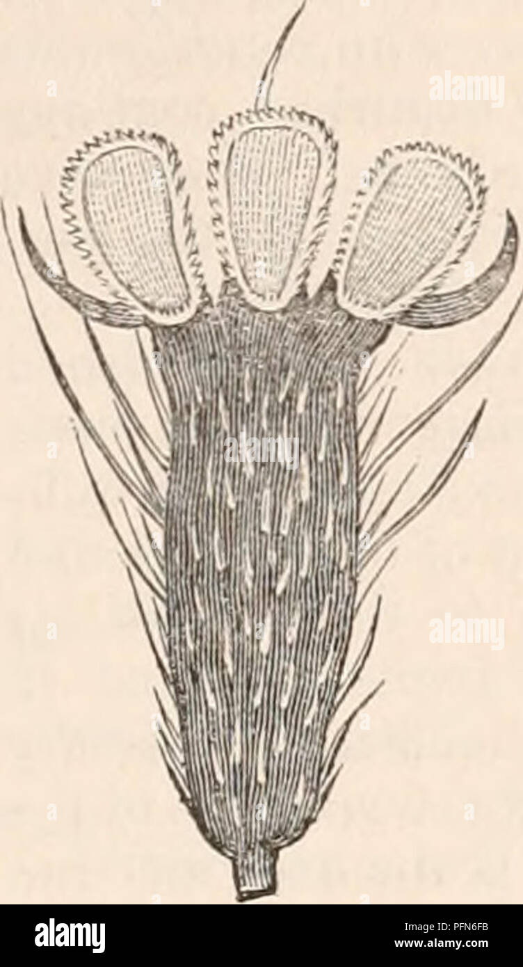 Diese Referenzarbeit umfasst detaillierte anatomische und physiologische Konzepte mit Schwerpunkt auf Bewegungsmechanik verschiedener Spezies, einschließlich der Funktion von Gelenken im Körper. Es werden verschiedene Verbindungstypen und ihre Bewegungsmöglichkeiten erläutert. Stockfoto