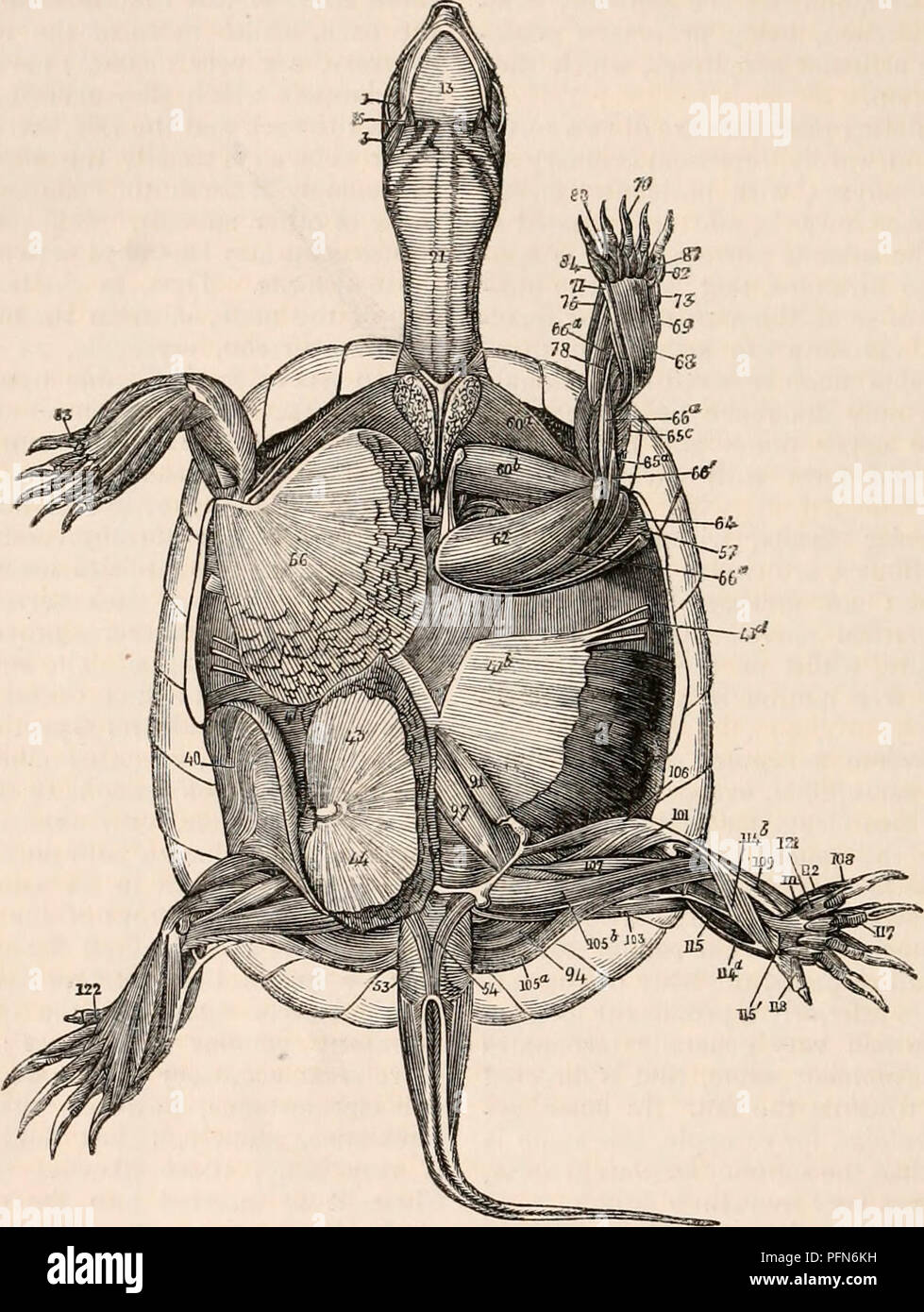 . Die cyclopaedia von Anatomie und Physiologie. Anatomie, Physiologie, Zoologie. 274 HEPTILIA. carapax; dies gibt einen fasciculus Zur effizienten zufriedenstellend; aber es ist nicht so, die mit der Atlas, der splenius Colli. lange Muskeln aus der dorsalen oder So weit, auch in Bezug auf die kleine Mus-lumbalen Bereich der Wirbelsäule, die re-cles des Halses, die Analogien sind ausreichende durch andere in ein völlig anderes Bild. 191.. Myoloyy der Europäischen Schildkröte. Ich, zeitliche Muskel; 3, mylohyoides digastricus; 13; 16; 21 hyomaxillaris, quer Muskel, den Hals; 40, obliquus ab Stockfoto
