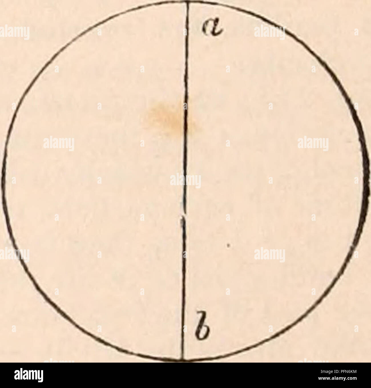 . Die cyclopaedia von Anatomie und Physiologie. Anatomie, Physiologie, Zoologie. 414 MOTION. Die Zahl der beweglichen Gelenke in einem Skelett bestimmt den Grad ihrer Mobilität innerhalb selbst; und die Art und Anzahl dieser Gelenke des Bewegungsapparates bestimmen die Anzahl und Anordnung der Muskeln handeln - auf ihnen ing. Siehe Artikulation. Die Stärke, Dichte und Elastizität der externen Skelett der Tiere wurden aber sehr teilweise untersucht oder eine Ob-jekt der physiologischen oder mechanische en-quiry, trotz ihrer großen Bedeutung im Tier Wirtschaft ge Stockfoto