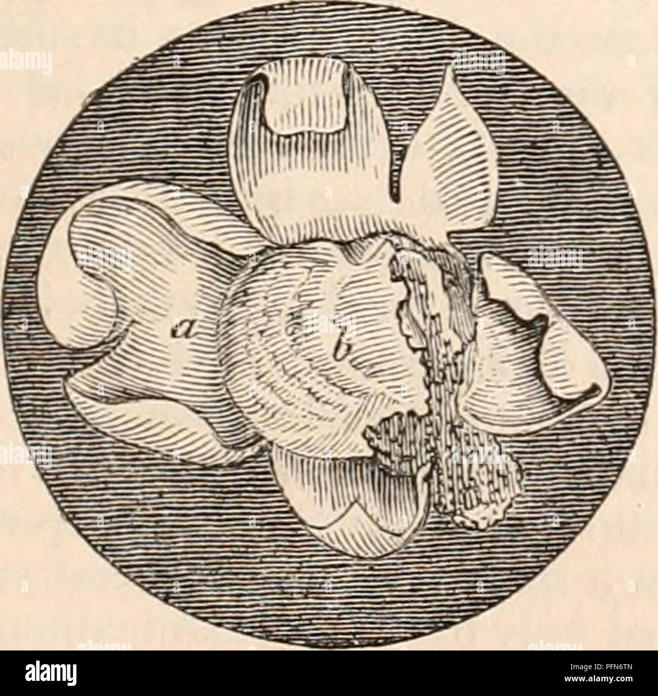 . Die cyclopaedia von Anatomie und Physiologie. Anatomie, Physiologie, Zoologie. MONOTREMATA. 397 mit einer glatten und glänzenden Oberfläche, und hatte nicht die geringste Beachtung der Uterinen PA-rietes. Die Probe, die zwei Eizellen in Größe (fg. 192, c c) war an der gleichen Stelle am 7. Oktober. Diese Eizellen gemessen jeweils drei Leitungen im Durchmesser, und waren etwas unterhalb der Mitte der linken Uterus gelegen: Sie wurden einer. kugelige Form, sondern hatte ganz offensichtlich etwas in die Gebärmutterhöhle komprimiert wurden. Sie waren von einer helleren Farbe als der vorhergehende; ein Umstand, der besonders war Stockfoto