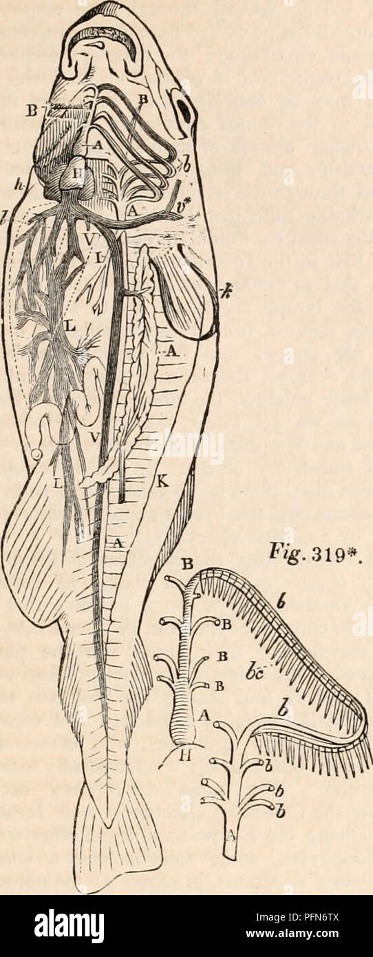 . Die cyclopaedia von Anatomie und Physiologie. Anatomie, Physiologie, Zoologie. Zirkulation. 647 Abb. 319.. FM. durch die Äste der Aorta (A) in den verschiedenen Teilen der systemischen Zirkulation. Dr. Marshall Hall* und J. Mullerf haben eine geweitete kontraktilen Teil des kaudalen Vene in der Schwanz der Aal zu beobachten, zu dem Dr. Hall hat den Namen des kaudalen Herz, das in der Förderung des Blutflusses im kaudalen Zweige der Vena cava unterstützen kann. Die Position und die anatomischen Beziehung des Herzens von Fischen mit der Blutgefäße sowie andere Teile zeige, dass es entspricht der gesamten Stockfoto