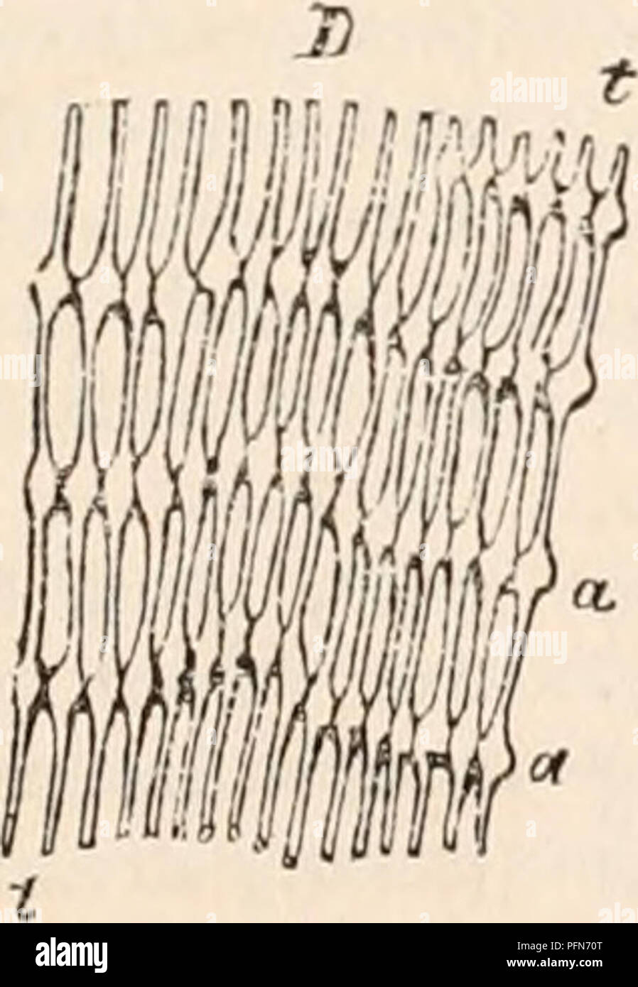 Dieser umfassende Text bietet detaillierte Beschreibungen der Anatomie, Physiologie und Zoologie, einschließlich Untersuchungen über die Ziliarbewegungen, die in Organismen wie Schnecken beobachtet werden. Es erforscht die Funktion von Zilien in biologischen Prozessen. Stockfoto