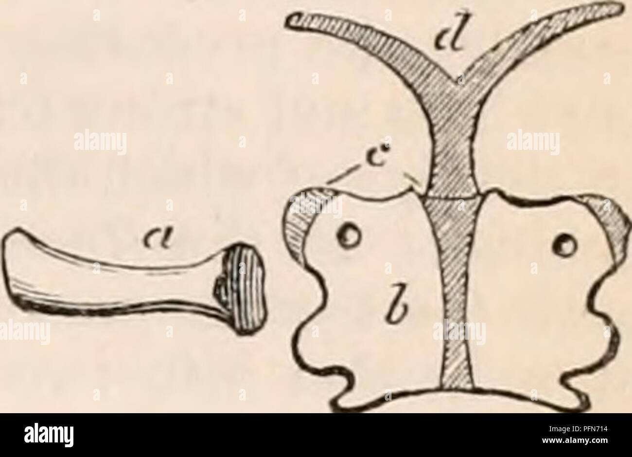 . Die cyclopaedia von Anatomie und Physiologie. Anatomie, Physiologie, Zoologie. A, Becken des großen Monitor Eidechse. B, Ilium, symphysis - pulns und beuteltier Knorpel der Salamander (nach duyes), von unten, und zweimal die natürliche Größe gesehen. Aus dem Becken des fossilen Pterodactyls Gtivier kommt zu dem Schluss, dass die Vorwärtsrichtung der Ilia, die vordere Position und wies Ende des pubis, und die Trennung der öffentlichen und Sitzbeinhöcker Symphyse, Ally dieses Tier auf die Saurier Reptilien. In der angebundenen Batrachia und Ichthycic rep - Fliesen gibt es nur eine beckenwirbel unterstützende Rippe - wie t Stockfoto