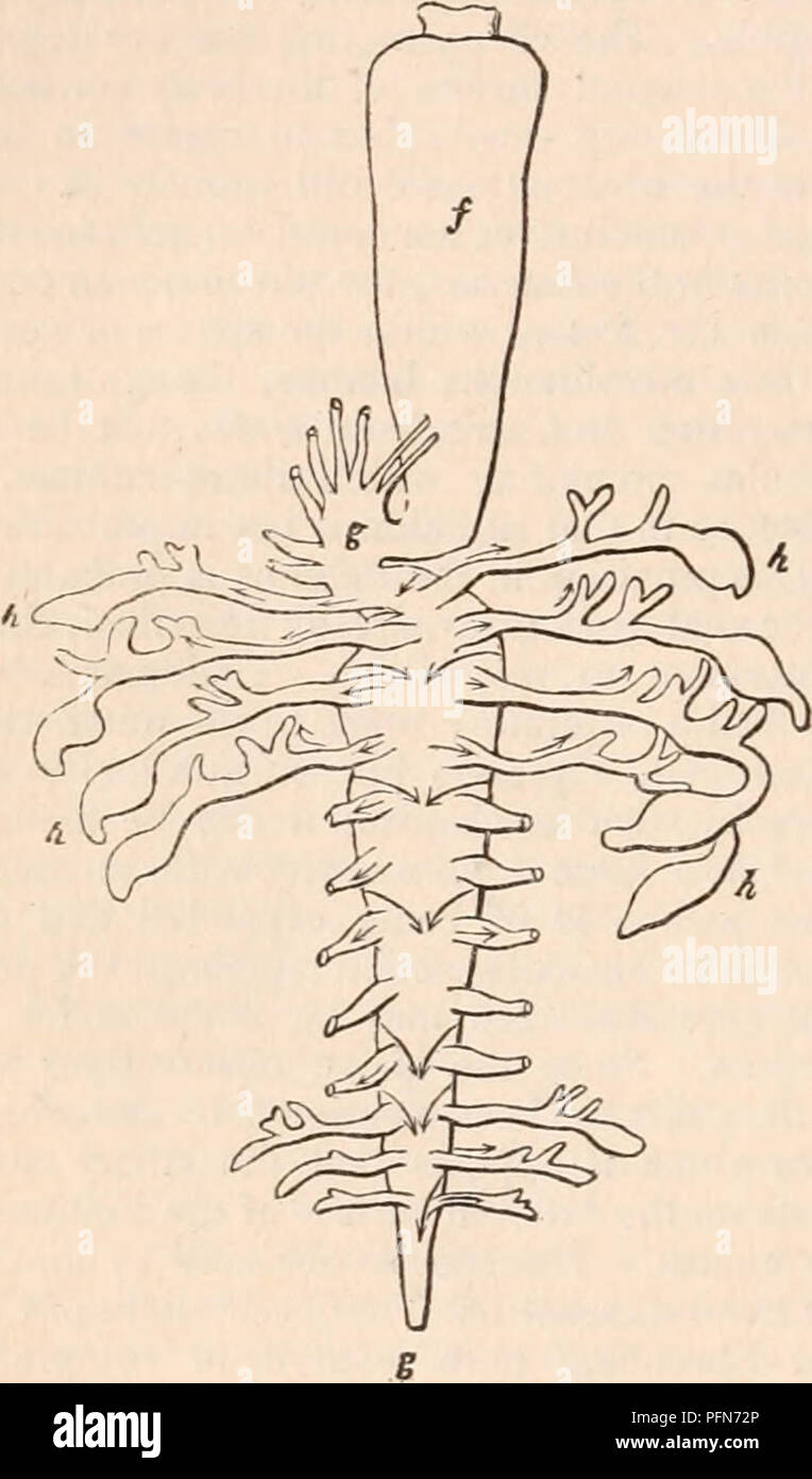 . Die cyclopaedia von Anatomie und Physiologie. Anatomie, Physiologie, Zoologie. A. Querschnitt der Aphrodita aculeata.. B. in der Speiseröhre und cceca, von oben gesehen. Die Zellen und Schuppen, inclosing in einem Raum (e), auf die die Wasser freien Zugang hat. Re - Drehen auf den Bauch, finden wir die fast gerade Speiseröhre, seiner dritten (f, Abb. B) die Bildung der Magen, der restliche Teil oder Darm fg, Abb. A und B), Pelz-nished auf jeder Seite mit einer Reihe von langen cceca Ch), deren verzweigte Extremitäten (i, i) sind im Teil, die in den zuvor genannten Zellen. Der Bauch ist gesäumt Stockfoto