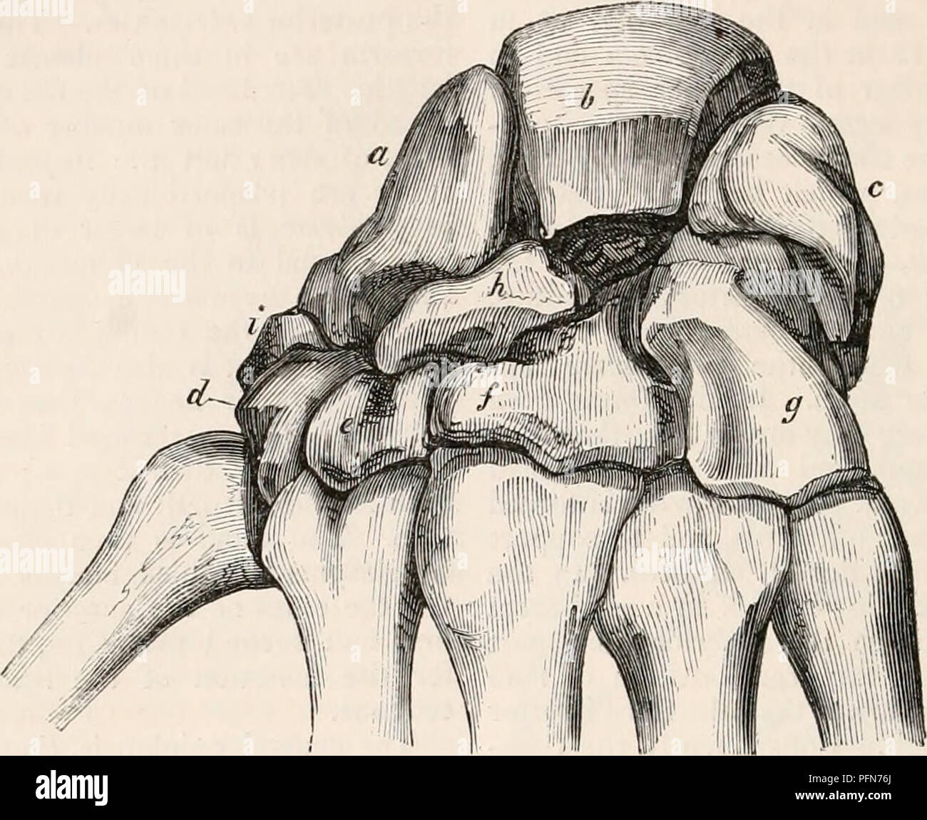 . Die cyclopaedia von Anatomie und Physiologie. Anatomie, Physiologie, Zoologie. 204 QUADRUMANA. Grad seine völlige Abwesenheit in der für das sedateness Charakter Colobi zu antizipieren. Dieser Mangel beeinträchtigt zwangsläufig die und Unwohlsein zu heftigen Aktivität, für die Funktion der aufnehmen in der Semnopitheci, sie sind so bemerkenswert, und, nach den Ansichten der Ogilby, hilft, Abb. 124:.. Carpus des Orang-utan-cetan. {W. Vrolik.) a, karpalknochen; b, taschenklappen; c, triquetrum; d, Trapez; e, trapezoides;/, os Magnum; g, iinci - forrn; h, intermediaire Knochen;"', os sesamoideum Für die Sehne Stockfoto