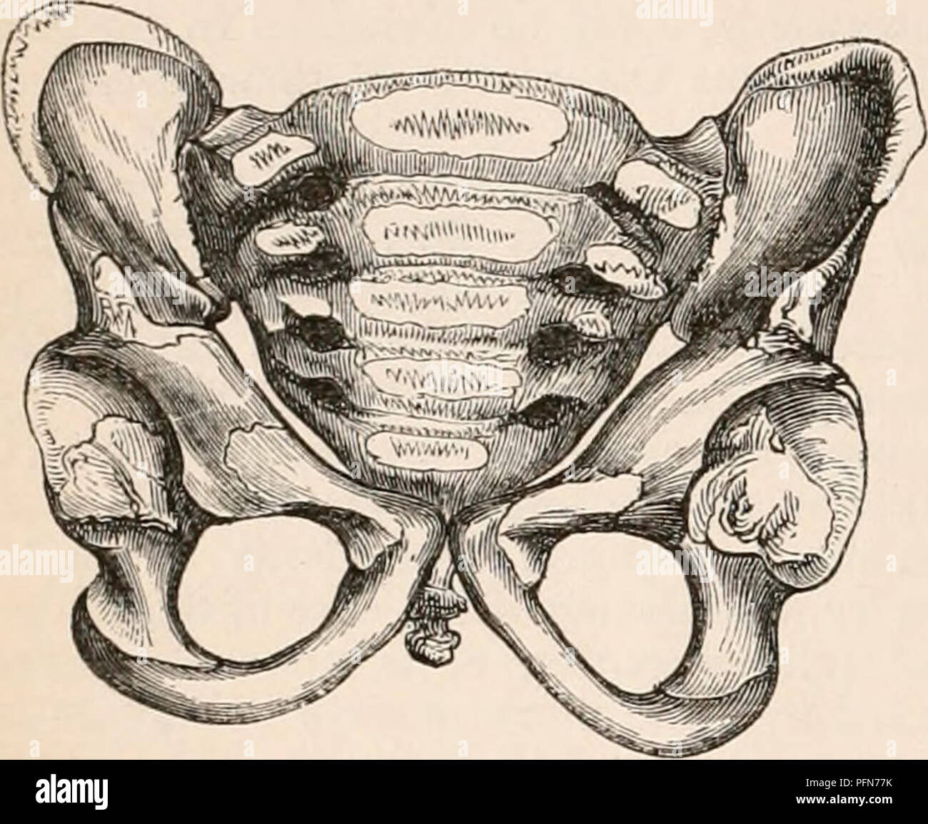 . Die cyclopaedia von Anatomie und Physiologie. Anatomie, Physiologie, Zoologie. 136 Becken. nml Die tuberosities des isthia in der Nähe von einander sind, so wie eine kleine Öffnung an der Steckdose zu präsentieren. Scemmerring bemerkt, dass der N. obturatorius foramen mehr elliptischen im Säuglings ist als bei den Erwachsenen. Die Tiefe und das allgemeine Aussehen des wahren Becken ist kleiner als die Darmbeinschaufeln verhältnismäßig ist; und es ist fast die gleiche Breite. Die Parallelität der seitlichen, sowie der anterioren und posterioren Becken- Wände ist, glaube ich, ausreichend gekennzeichnet und allgemein als betrachtet zu werden. Stockfoto