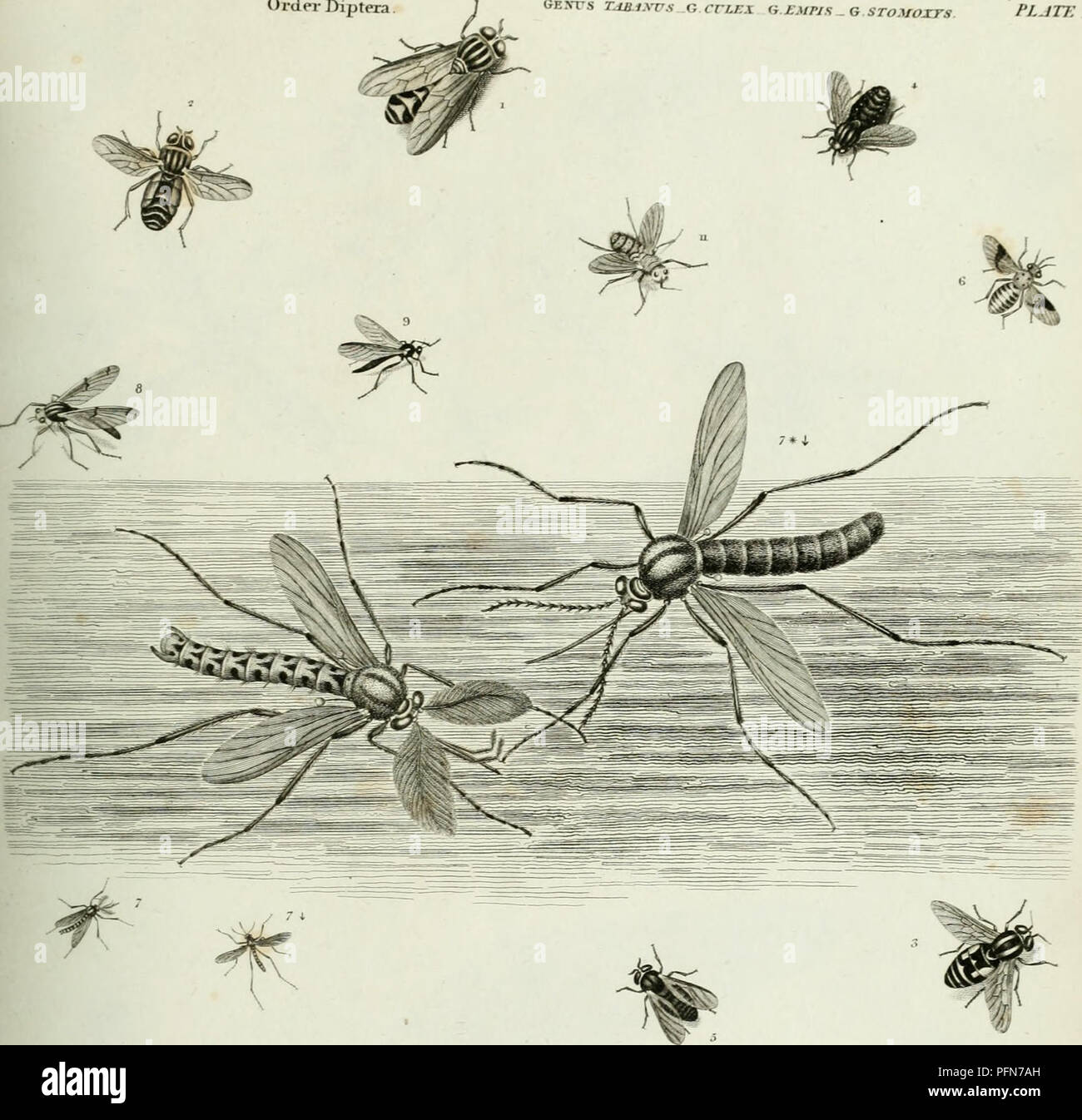 . Die cyclopedia; oder, Universal Wörterbuch der Künste, der Wissenschaften und der Literatur. Platten. Lexika und Wörterbücher. ENTOMOI. OGV Ordnung Diptera GE rS T. iB. tXVS G CVLKX II £ MPIS ^G STOMOXTS FLJTK TV. 1 f-boviriu ^g jT. Tusticus4 GT. cjfcmicns. Bitte beachten Sie, dass diese Bilder sind von der gescannten Seite Bilder, die digital für die Lesbarkeit verbessert haben mögen - Färbung und Aussehen dieser Abbildungen können nicht perfekt dem Original ähneln. extrahiert. Rees, Abraham, 1743-1825. London, Longman, Hurst, Rees, Orme &Amp; Braun Stockfoto