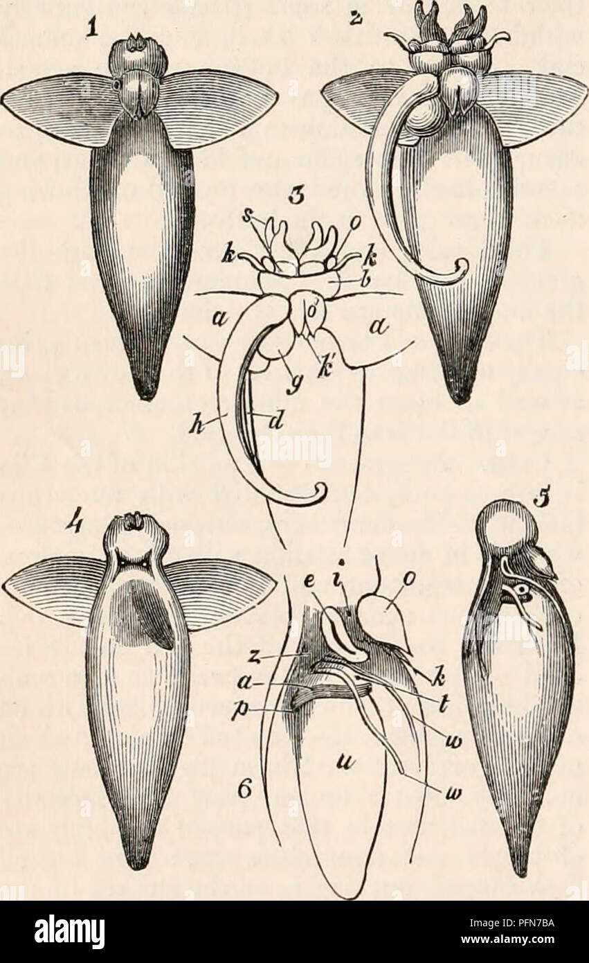 . Die cyclopaedia von Anatomie und Physiologie. Anatomie, Physiologie