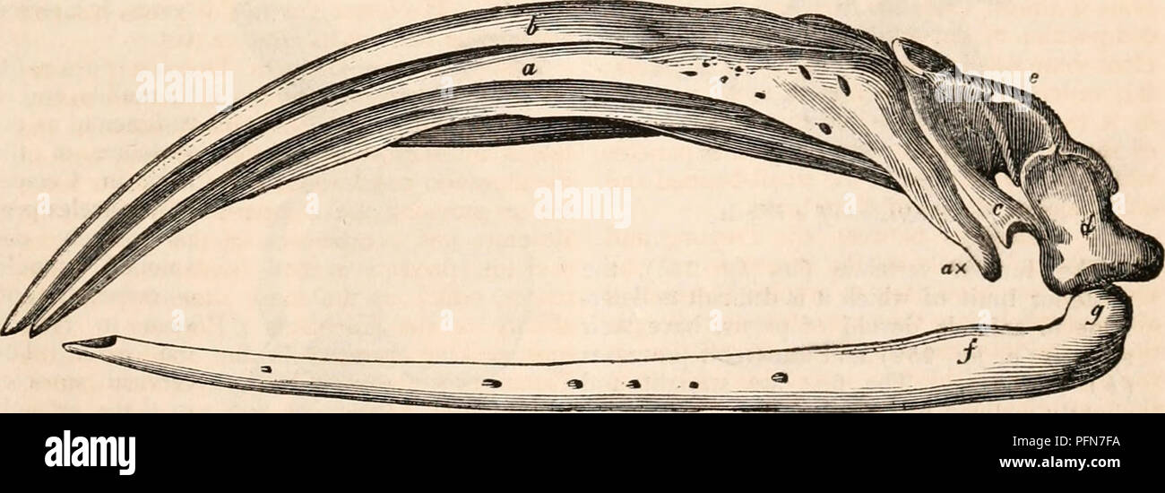 . Die cyclopaedia von Anatomie und Physiologie. Anatomie, Physiologie, Zoologie. CETACEA. 567 Apparat der Nasenlöcher. Um consti- tute dieses Teil, einer der Prozesse Steigungen in Richtung der Anderen, so wie fast in Kontakt mit ihm für die beiden vorderen Drittel kommen; aber posterior Sie treten von einem anderen Kanal zu den Blow-Loch zu geben. Der Hohlraum unterhalb dieser einzigartigen knöcherne pent-house wird durch ein Geflecht von zahlreichen Knöchernen pro besetzten Prozesse, und durch eine enge und harte faserige Sub-Haltung.* Wenn wir nehmen wir an, den Schädel eines Delfins proportional zu sehr verkürzt werden, die Margen Stockfoto