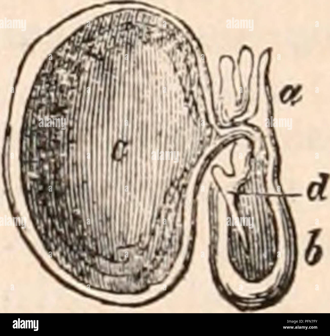 . Die cyclopaedia von Anatomie und Physiologie. Anatomie, Physiologie, Zoologie. Die Eizellen der Schulp Fisch, Sepia Ojficinalis. * Hist. Tier, Lib. v. Cap. 16.c der Dotter-bag. Abb. 243 ist eine Eizelle in einem fortgeschritteneren Stadium der Entwicklung: Die pigmentum ist jetzt sowohl in der Rete mucosum und im Auge hinterlegt; die Arme sind gerade erst aus der Ante zu schießen - Rior Umfang der Kopf und das kleine Trichter können beobachtet steigen über den ventralen Rand des Mantels. Die Eizellen der Sepioteuthis sind auch kugelförmige und zylindrische Hülsen umhüllt, aber diese sind viel kürzer als in den Lol Stockfoto