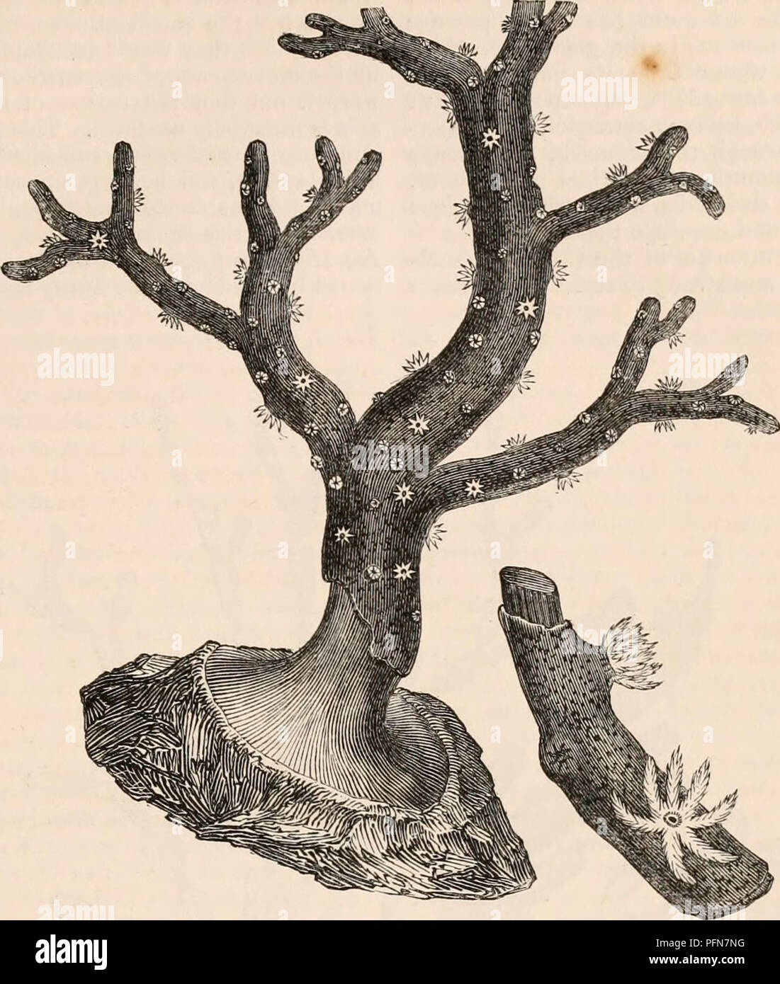 . Die cyclopaedia von Anatomie und Physiologie. Anatomie, Physiologie