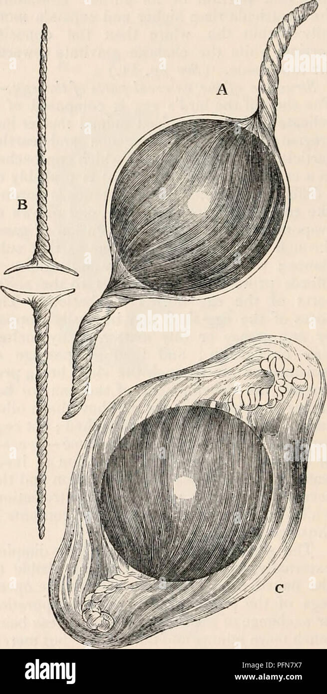 . Die cyclopaedia von Anatomie und Physiologie. Anatomie, Physiologie, Zoologie. OVUM. Farbe scheint nur eine einheitliche Färbung der äußersten Schicht aus kalkhaltigen Angelegenheit.* Das Futter Membran der Shell ist eine eigentümliche faserige, miteinander verwobenen Struktur, depo-in Laminae einige dicke und harte-ness, die bereitwillig durch Reißen in zwei Schichten über die ganze Oberfläche des Eies - Eine äußere, dicker und dichter, fest haftenden an der Innenseite der Schale aufgeteilt ist; und eine innere, dünner, glatter, und von feiner Textur, die von der äußeren zurückgezogen werden, und die natürlich s Stockfoto