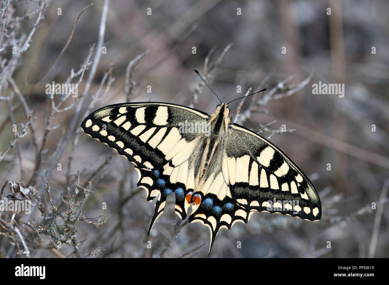 Alte Welt Swallowtail (Zygaena Filipendulae) Brassicae - Grand porte-Warteschlange Stockfoto