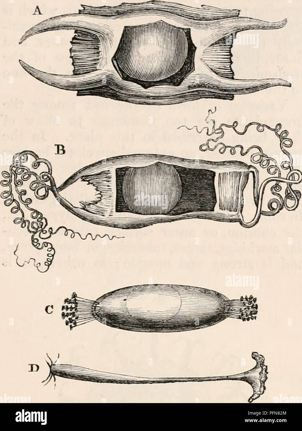 . Die cyclopaedia von Anatomie und Physiologie. Anatomie, Physiologie, Zoologie. OVUM. sule ähnlicher Konsistenz und Struktur, sondern eines einfachen längliche ellypsoidal Form, und an die Stelle der vier-eckige Rohre, eine Reihe von Trompetenförmigen tubular Prozesse - von der Mitte der beiden Enden, die wahrscheinlich die gleichen Zwecke wie die unterschiedlich geformten Anhängsel der Eizellen der Hai und Rochen dienen ing. Abb. 33. D-Äußere Form der Eizellen von Oviparous Knorpelfische. A. in der Eizelle der Gemeinsamen skate Fisch, einen Teil wieder verschoben von einer Seite des coriaceous Umschlag das Eigelb, float zu zeigen Stockfoto