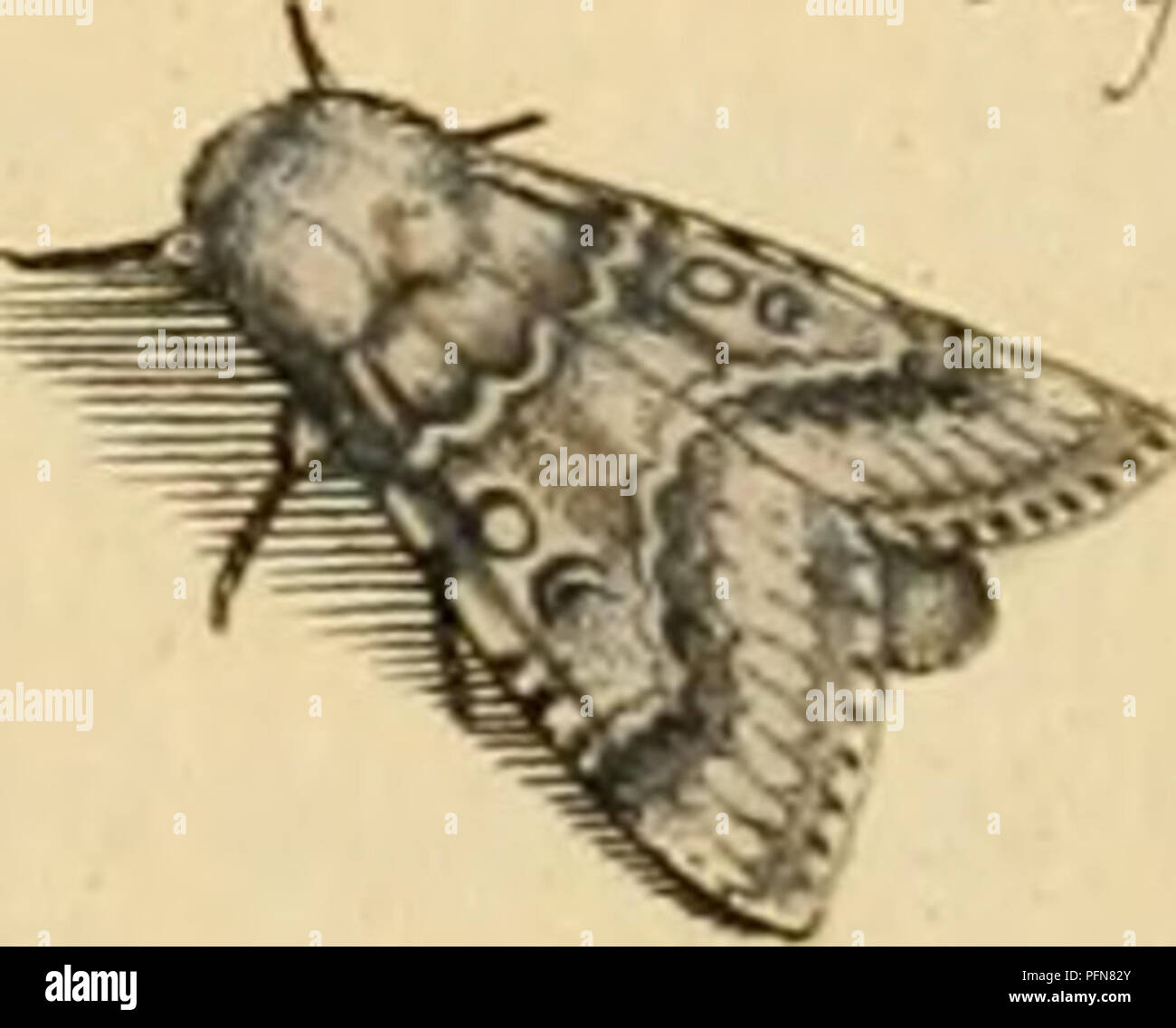 . De natuurlyke Historie der Insecten; voorzien met naar 't Leven en getekende gekoleurde plaaten. Insekten. ^ ' zq. S. jL.7 Aófel lèfe fecil d'Fernsehübereinkommen et c -> ic.. Bitte beachten Sie, dass diese Bilder sind von der gescannten Seite Bilder, die digital für die Lesbarkeit verbessert haben mögen - Färbung und Aussehen dieser Abbildungen können nicht perfekt dem Original ähneln. extrahiert. Rösel von Rosenhof, August Johann, 1705-1759; Kleemann, Christian Friedrich Carl, 1735-1789; Moerbeek, Adam Abrahamzoon. Te Haarlem, Amsterdam, durch C.H.Bohn en H. de Wit, boekverkoopers Stockfoto