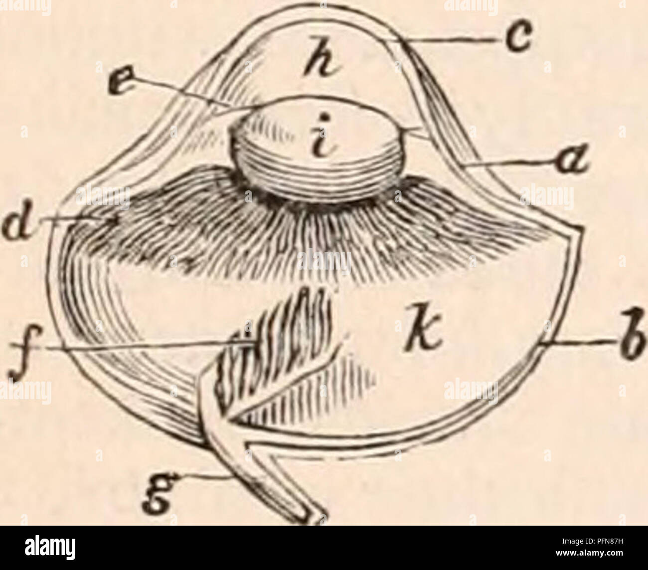 . Die cyclopaedia von Anatomie und Physiologie. Anatomie, Physiologie, Zoologie. 304 AVES. Zusammen mit einem haltbaren ligamentous Substanz, die die Fortsetzung der scle-rotic zwischen den Kanten, die sich gegenseitig überlappen. Die Hornhaut besitzt die gleiche Struktur wie in Mammalia, unterscheidet sich aber in Bezug auf die Form. Wenn Sie den hinteren Teil des Auges ist com - durch die Muskeln gedrückt, die körpersäfte sind nach vorne gedrängt und gelenkraum der Hornhaut, die zu dieser Zeit wird viel mehr Prominente in den meisten Vögeln, als es jemals in Mammalia beobachtet; und unter diesen Umständen, das Auge ist in einem Zustand für Perc Stockfoto
