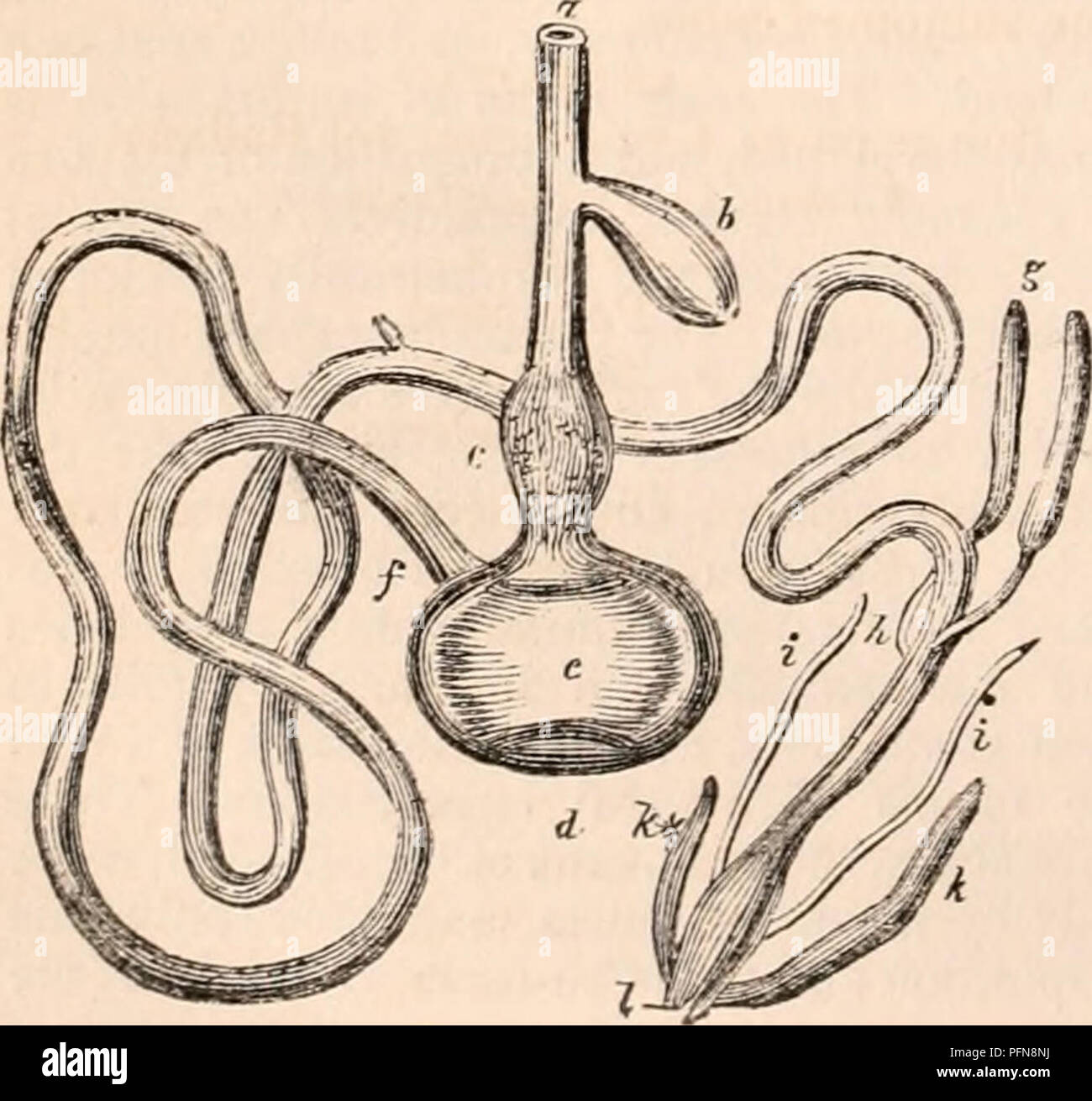 . Die cyclopaedia von Anatomie und Physiologie. Anatomie, Physiologie