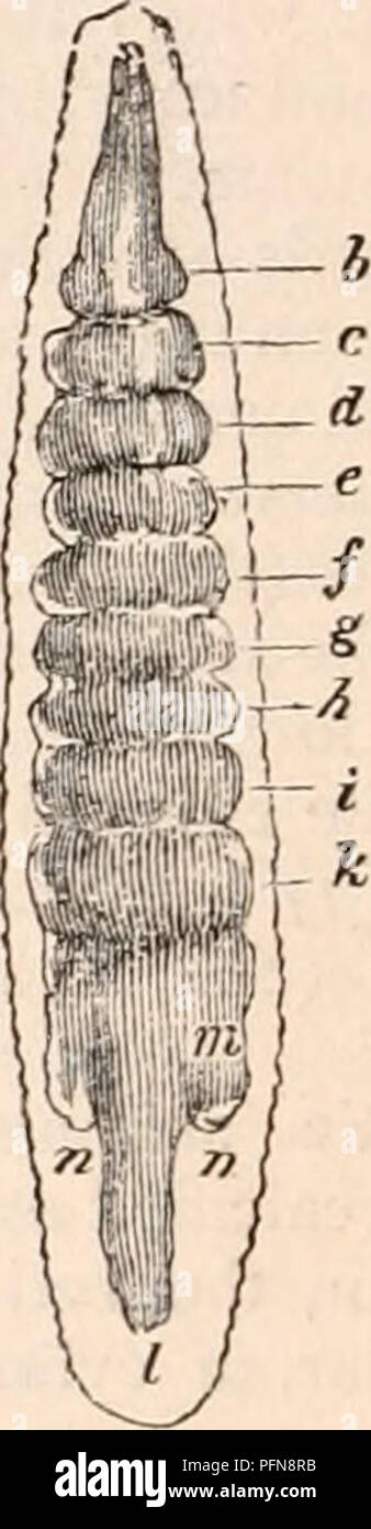 . Die cyclopaedia von Anatomie und Physiologie. Anatomie, Physiologie, Zoologie. Eine dieser Minute Rad - animalcules, hydatina Senta, ist vertreten in Aufsatz vergrößert. 35, wo die Öffnung (A) umgeben ist mit langen vibratile Zilien (b6). Die Speiseröhre (c) führt zu einer großen Magen (&lt;/), die zu einer engen Darm unten, Öffnen in die Kloake (e), wo die Geschlechtsorgane (i, i, g, g, h,) Auch kündigen. Mehrere Ganglien umgeben die Speiseröhre und einem Dorsalen Gefäß (o o) Ausdehnung entlang der Mitte der Rückseite und senden regelmäßig quer Filialen. Alle rotifera Stockfoto