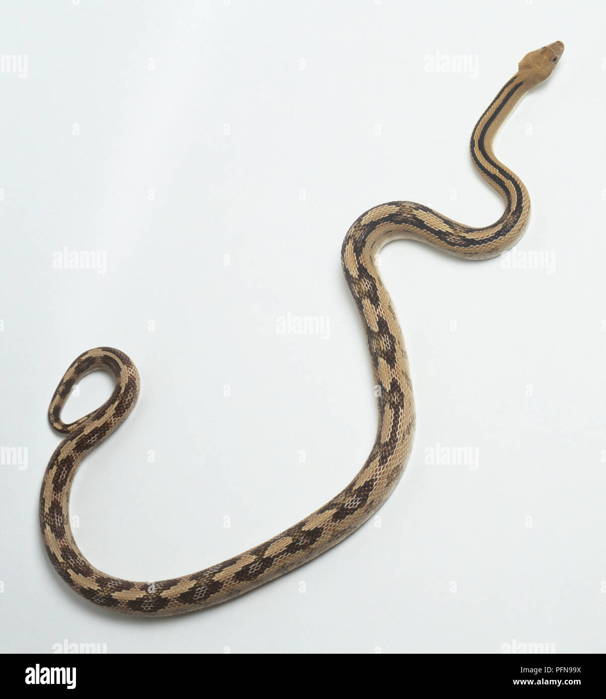 Trans-pecos Ratte Schlange (Bogertophis subocularis), Ansicht von oben Stockfoto
