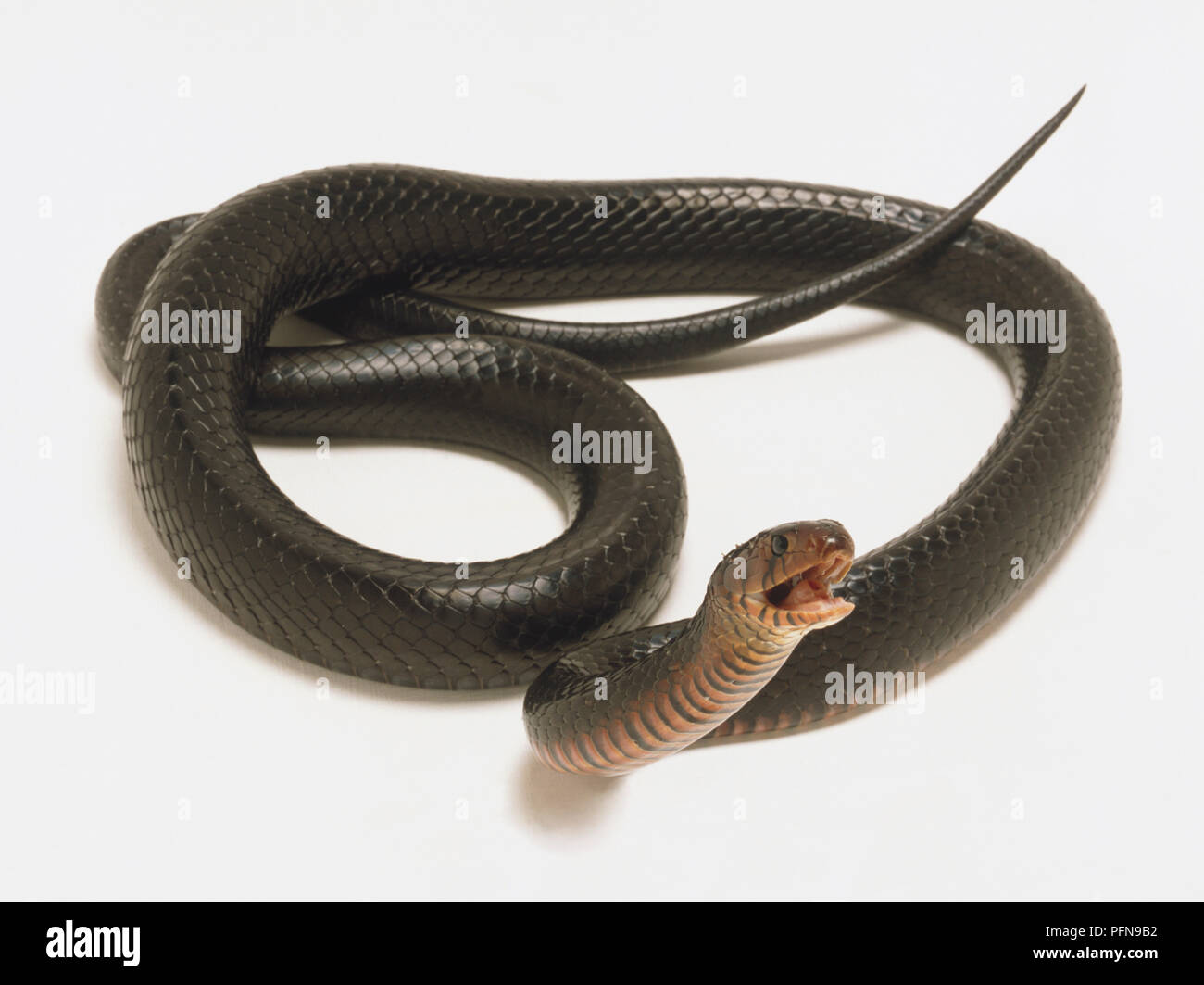 Ansicht einer Indigo Schlange mit einem Jet schwarzen Körper und einem tiefen Rot Kinn. Der Kopf ist deutlich sichtbar und der Mund ist geöffnet. Stockfoto