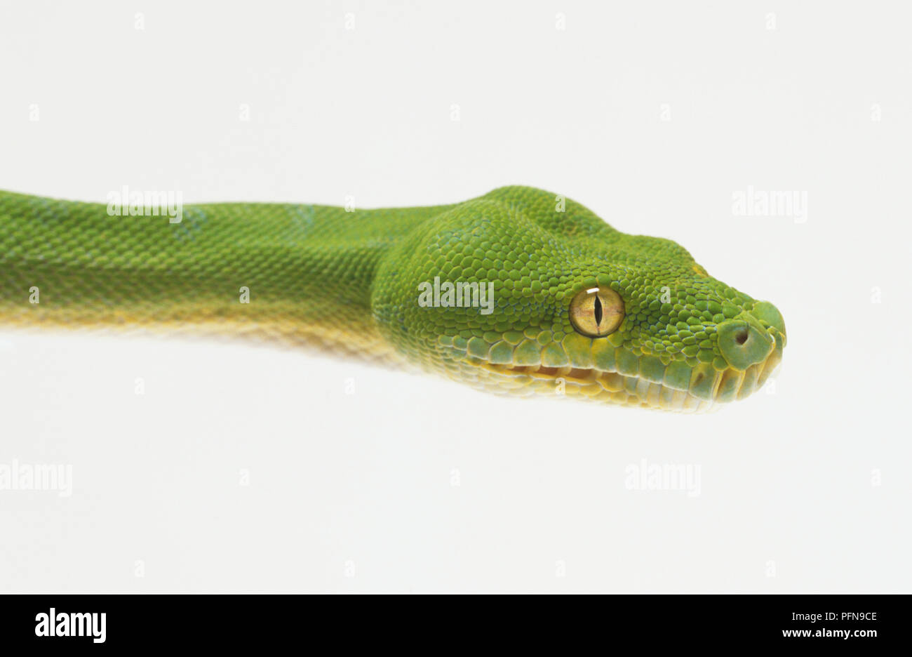 Nahaufnahme der Kopf eines Green Tree Python, die Beulen, die mächtigen Kiefermuskulatur verbergen, und grosse, grüne Augen mit vertikalen Schülerinnen und Schüler, die die Schlange als nachtaktive Jäger identifizieren. Stockfoto