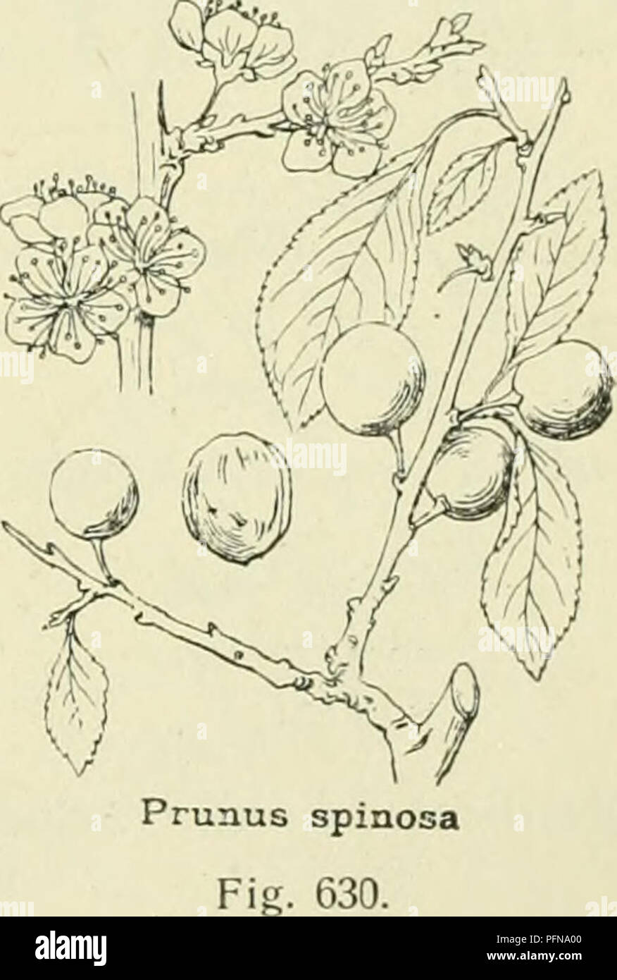 . De flora van Nederland. Pflanzen. Prunus früticans Abb. 629.. S. spinosa-) L. S 1 e e d o o r n (Abb. 630). Dit ist een vertakte heester, sterben Min von Meer dicht gedoomd ist. De takjes zijn zwartbruin, de jeugdige behaard Zacht. De bladen zijn Vrij klein, Langwerpig-elliptisch, fijn gezaagd, zehn slotte onbehaard. De steunbladen zijn behaard. De bloemstelen zijn kaal. De bloemen zijn Witz, vrij klein, rackinstallation alleenstaand, voor de Bladen verschijnend. De kelk ist Van binnen onbehaard. De vrucht ist blauwachtig, berijpt, bolrond, rechtopstaand, klein (6-12 niM. in middellijn), zeer wrang smakend (Abb. 63 Stockfoto