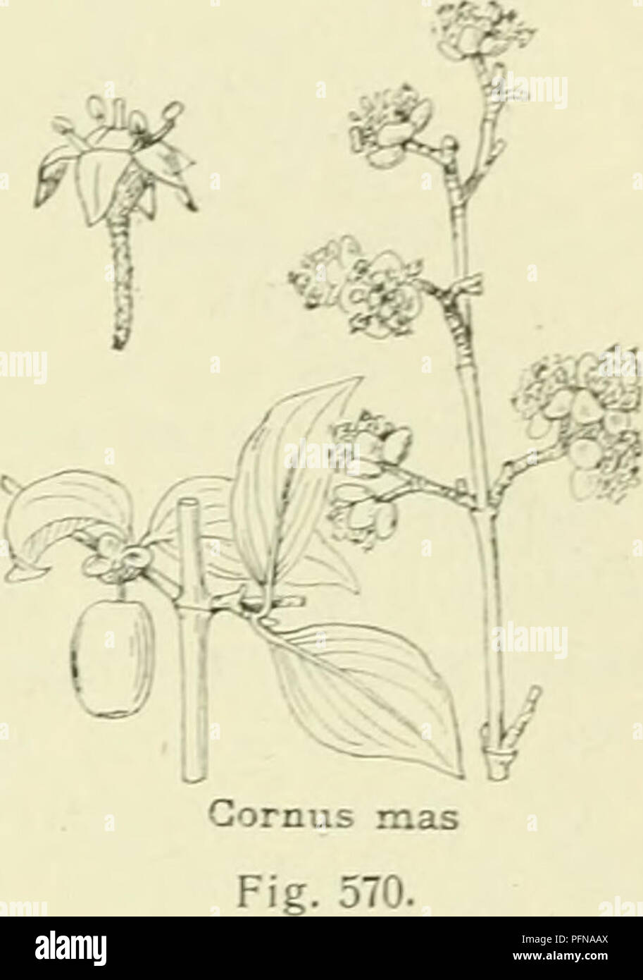 . De flora van Nederland. Pflanzen. FAMILIE 69. CRASSULACEAE. 469 zwart met Witte puntjes, Zij ist gekroond Tür den kelkzoom (Abb. 569). Zij smaakt Bitter en bevat een 2-hükkigen Steen, in ieder hokje waarin een zaadje. 9-18 dM. K Mei, Juni, zelden Weer in der Höhle herfst. Voorkomen in Europa en in Nederland. De Anlage komt in Europa in heggen Gezellige en bosschen voor. Bij ons ist Zij vrij Algemeen, vooral op Verlust en op diluvialen zandgrond. Ook wordt zij vaak aangeplant. C. mas") L. Vögele kornoelje (Abb. 570). Deze Pflanze ist een heester, zelden een kleine Ausleger met een geelgrijze schors. De takken staan r Stockfoto