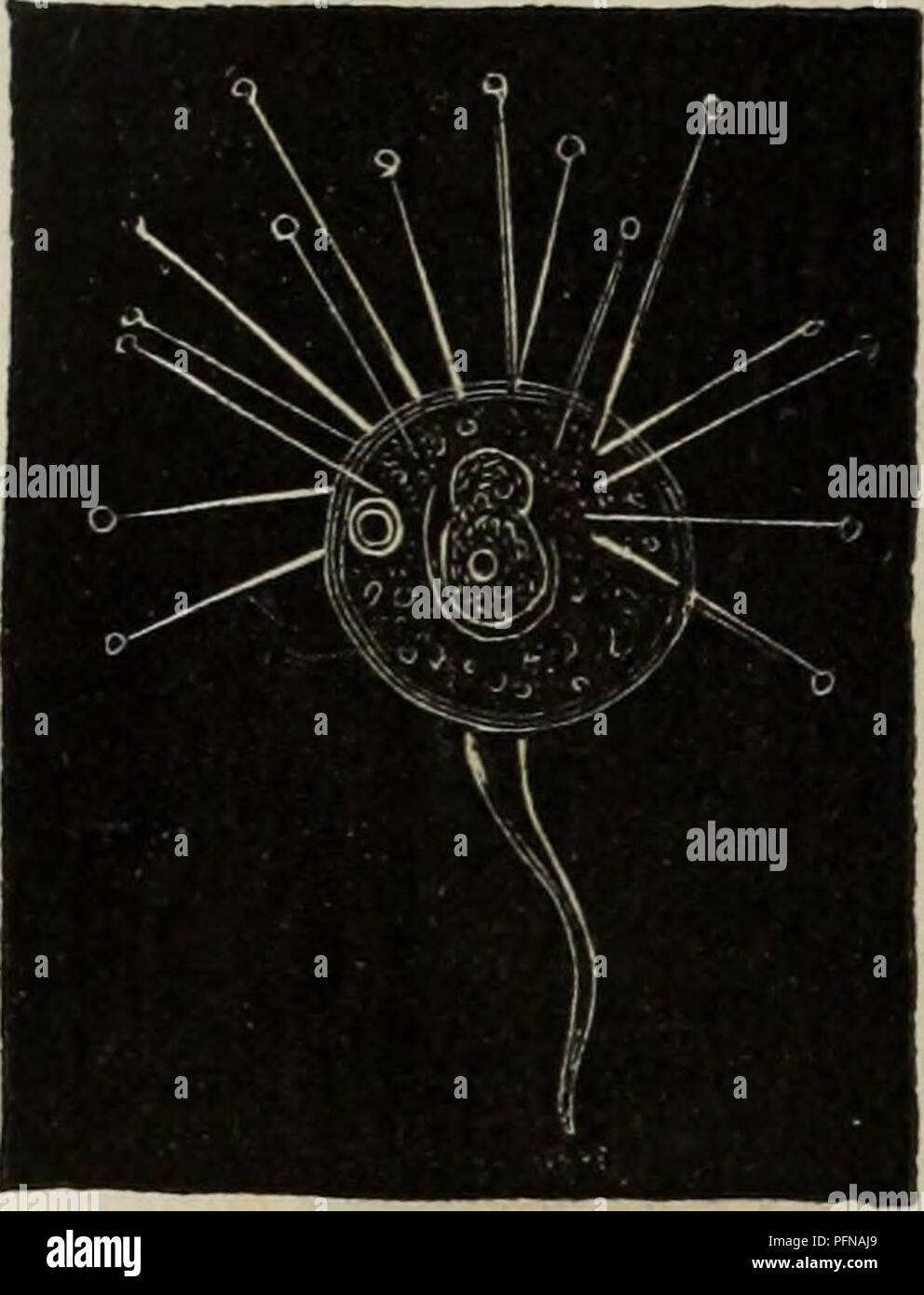 . Delle Funktionen riproduttive degli animali in complemento all'edizione Italiana Del Corso elementare di Europa del Signor Milne Edwards. Tiere - Reproduktion; Zoologie. 14 EUROPA. corpo Materno (Abb. 7), ne esce quindi, e si sviluppa pro proprio Conto (*). Molti altri in-fusorj vorticelli formi (gli Epìsty-lis, le opercularie) pervengono ad uno Stadio di raggiunto acineta, il quale generano Dando origine ad un Unico prodotto. Se e Quanto ripetano Queste generazioni, non è Ancora ben Noto; kommt nicht si è Ancora ben in Chiaro dei Rap-Porti che questo secondo Modo di generazione Tiene col Stockfoto