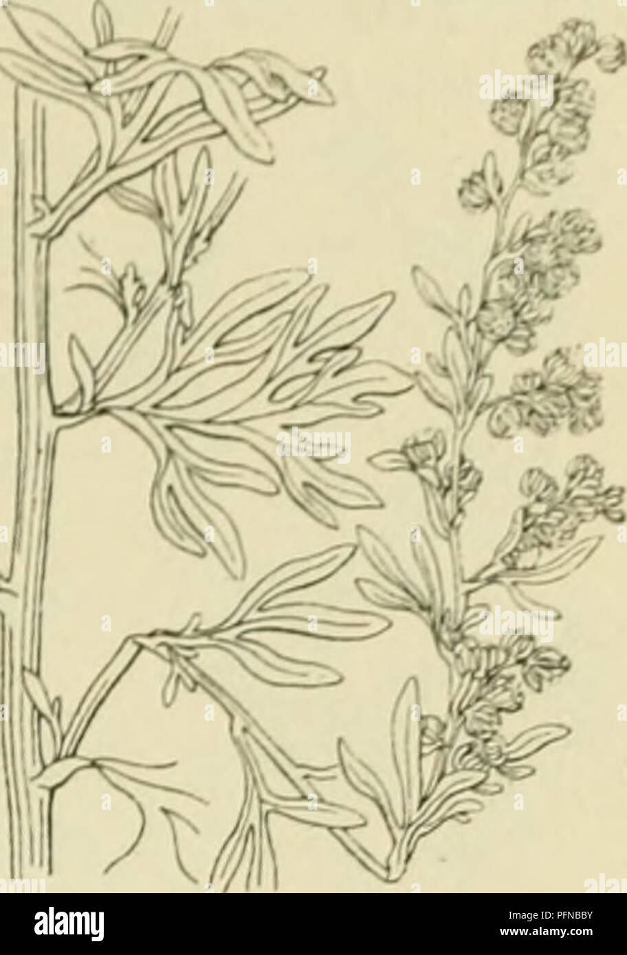 . De flora van Nederland. Pflanzen. FAMILIE 109. COMPOSITAE. - 397. Artemisia Absinthium Bild. 495. Los bebladerd, Rond en iets gegroefd zijn. De bladen zijn zijdeaclitig viltig, van Boven witaclitig, van onderen groenaclitig met doorschijnende puntjes, aan de Voet van den bladsteel nicht geoord, de Bladen aan de Korte stammetjes zijn 3 voudig-, de onderste stengelbladen Dubbel-, de hoogere Stengel - bladen enkelvoudig vindeelig, alle hebben Langwerpig - lancetvormige, stompe Slippen, De Bovenste zijn ongedeeld. De hoofdjes zijn Vrij klein (3-4 niM in middellijn), bijna bolrond, knikkend, kortgeste Stockfoto