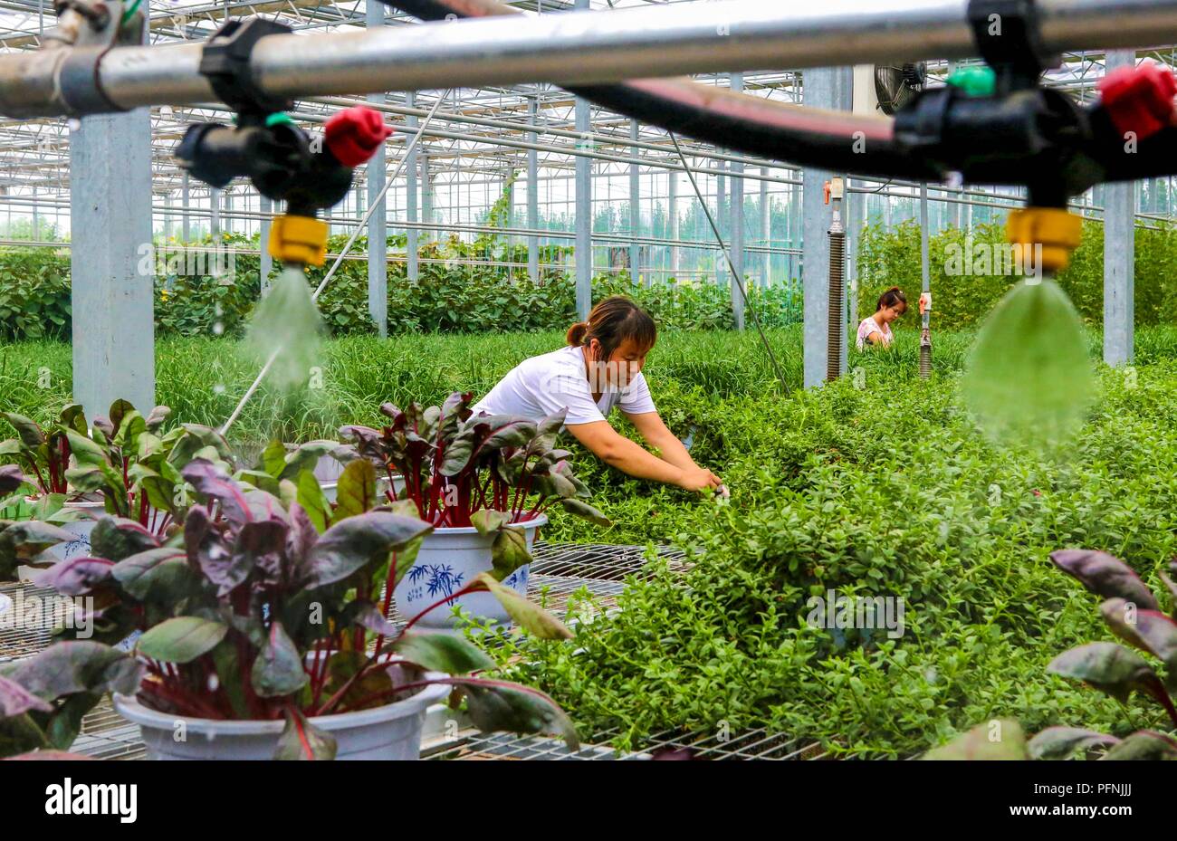 Raoyang, Hebei Provinz Chinas. 22 Aug, 2018. Die automatische Bewässerung System arbeitet in einem Gewächshaus bei einer Landwirtschaft Garten in Raoyang County, im Norden der chinesischen Provinz Hebei, 22.08.2018. In den letzten Jahren, Raoyang Grafschaft hat auf die Einführung moderner Technologien, die Entwicklung der Landwirtschaft zu fördern. Credit: Li Xiaoguo/Xinhua/Alamy leben Nachrichten Stockfoto