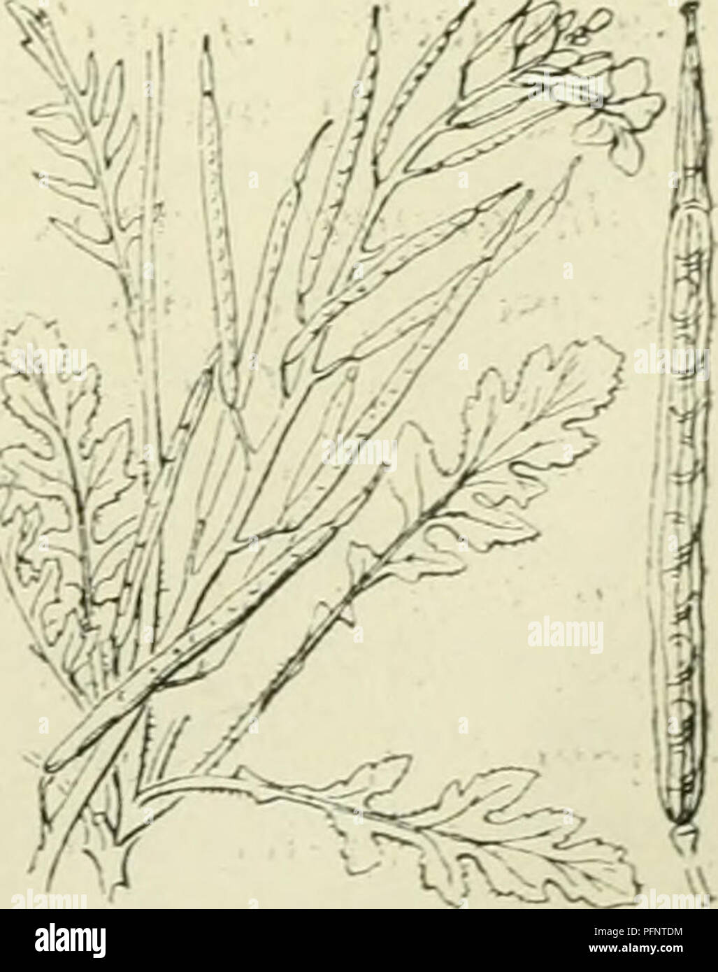 . De flora van Nederland. Pflanzen. FAMILIE 39. Â CRUCIFERAE. Â 281 Een bastaard van Brassica Napiis en Sinapis arvensis ist bij de meelfabriek te Middelburg. eevonJcn nicht volkomen vernienRinj, "Van de kenmerken der beide Soorten. B. elongata') Ehrh. Troskool. Bij deze Anlage zijn de Bladen van onderen Blauw^' Roen. lan^ werpiK - eirond, naar Beneden versmald, vinspletiu, onre. siclmatit; stomp yetand, stijf jjevvimperd, De Bovenste zijn Lijn - Vormi. tj-lanswerpig, bijna zittend, u^ aafrandii;. De bloemen staan in vrij Losse, verlenjjde treel Trossen, zijn en Vrij klein. De kelk ist bijna jjesloten. De h Stockfoto