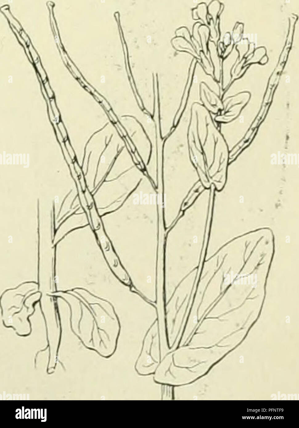 . De flora van Nederland. Pflanzen. FAMILIE 39. CRUCIFERAE. 273 Bloemen sj; Aal uf j^^ celaclitij Esprit. Bladen enkelvoudig, gaaf, Getand von vinspietig. Bijzonderheden Bioloirische. De bloemen zijn met Het oog Op de bestuiving stellte als bij Sinapis (zie de Beschreibung bij het lesen Sie mehr der Familie). De zaden zijn klein en Nordworden gemakkelijk Tür den Wind verspreid. Duo Tischlader tot luM d etciiii inec ren der Soorten van Liet geslacht E ry si Mom. A. Kroonliladen witaclititj, de plaat rechtopstaand. Bladen. ueheel. Ich", KOP, de stcntjelbladen Diep hartvorniiji sten. üielomvattend E. oriëntale Biz. 273. B. Stockfoto