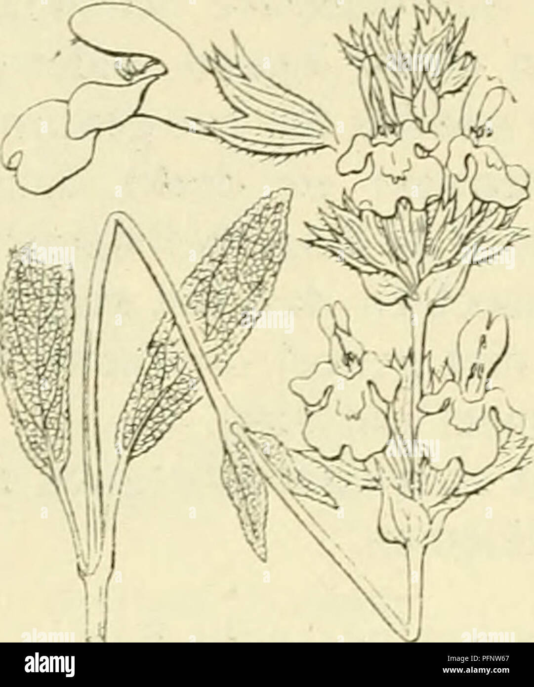 . De flora van Nederland. Pflanzen. 212 LIPPENBLÜTLER. FAMILIE 95.. Salvia officinalis, Abb. 254. S. officinalis J) L Salie (üg. 254). Deze sterk aromatische Pflanze ist heesterachti.^, Grijs kort behaard, sterk vertakt en De jonge Bladen zijn bijna Esprit. De takken staan rechtop en zijn naar Boven verwijderd bc-bladerd. De bladen zijn Langwerpig, iets Spits, de onderste en zijn middelste gestceld, soms geoord, alle zijn fijn gekarteld, fijnrimpelig, stijf, grijsachtig behaard der Groen. De bijschermen zijn 1-G-bloemig en zitten in de oksels van ten slotte afvallende schutbladen aan het eind Der takken Dic Stockfoto