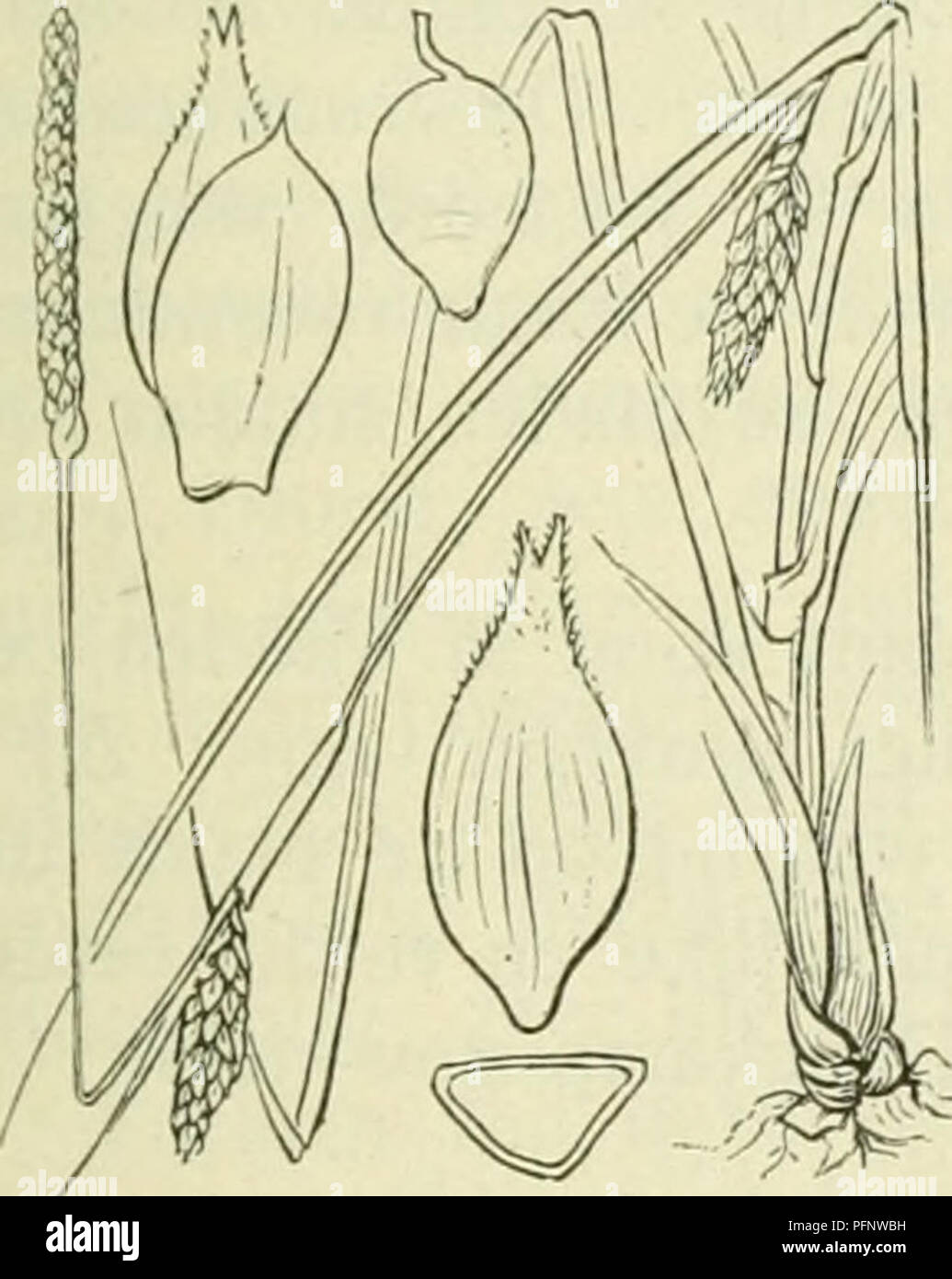 . De flora van Nederland. Pflanzen. Carex strigosa Abb. 326. zaani auch Ina als iinitjes Ile. Deze (fiÂ". 32 (5) zijn drickantit, '- Iancctvormitj ;- ellipsoÃ ¯ discli, ca. 3 mM lanj,', veelnervi. u, noiei (Jeliji&lt; in der Höhle zeer iiei&lt; notten snavel versmald. Het mannelijke aartje ist los - bloemij;, Smal, verlcn. ud, tof 5 cM lanf,', de kafjes zijn vaak iets bruinachtig' nicht stevijje, Groene middenstreep. De vruchten zijn Zeer klein, nog nicht 2 mM lang, eirond, driekanti. u. ^ â. 6-10 dM. Mei, Juni. Voorkomen in Europa en in Nederland. De Anlage komt in Midden-Europa verspreid in bosschen op vochtige p Stockfoto