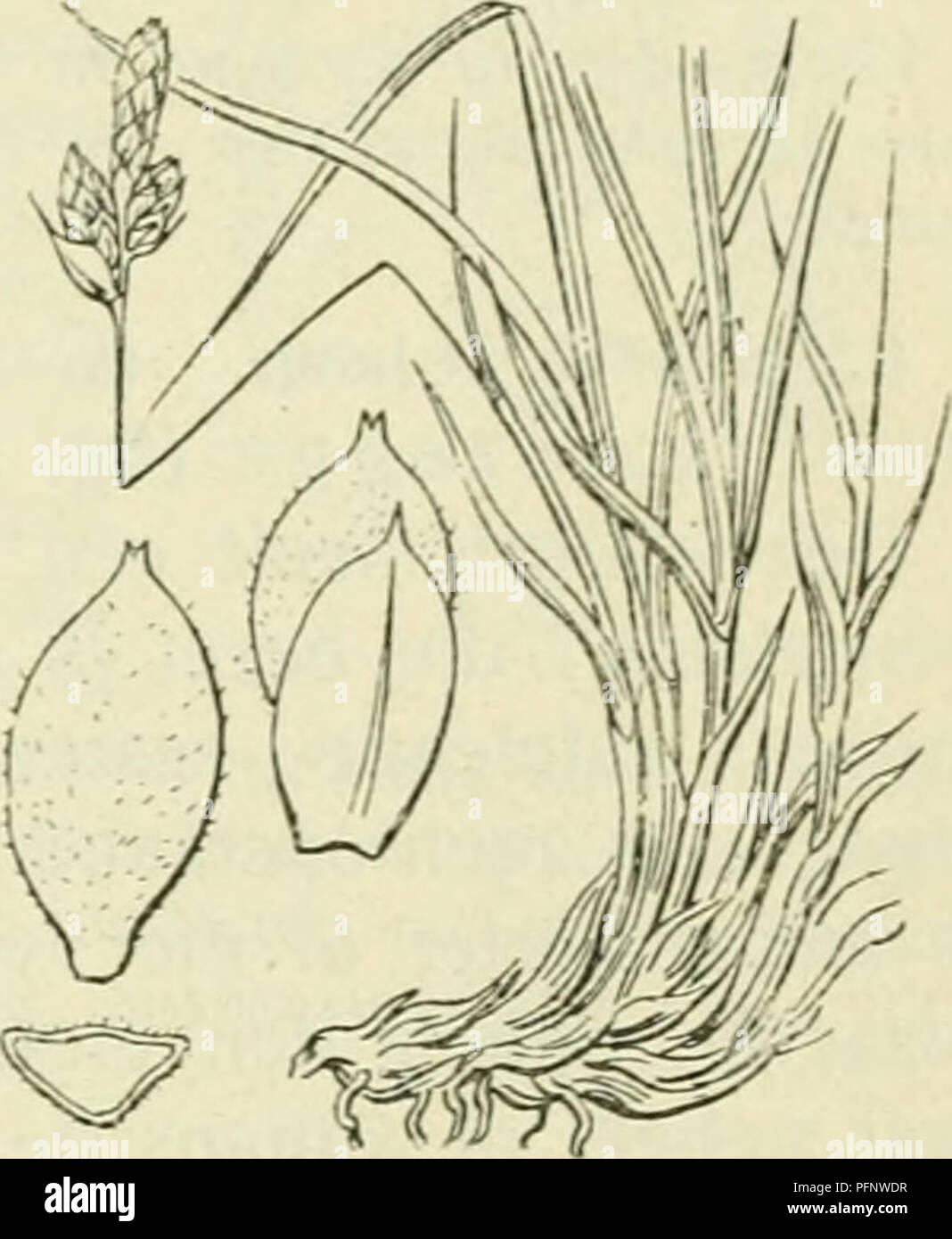 . De flora van Nederland. Pflanzen. FAMILIK 17. - CYPERACEAE. Â 395 (ich^^. 313) zijn Langwerpig, spuckt en stekelpuntig, bruin met Groene nerven en witvliezigen Rand, zij zijn iets kürzeren dan noch lang als Het urntje. Er zijn 3 Stempels. De urntjes (Abb. 313) zijn Kort behaard, driekantig - ellipsoÃ ¯ disch, weinig Meer dan 2 mM lang, aan weerszijden plotseling toegespitst, grijswit. Het mannelijke aartje ist Kort langer cylindrisch, klein. Zijne kafjes zijn als Sterben der Vrouwelijke aartjes. De vrucht (Abb. 313) ist Stomp -, boven Vrij scherp, driekantig zwartbruin met lichte Kanten. 2].. 1-3 dM. Ap Stockfoto