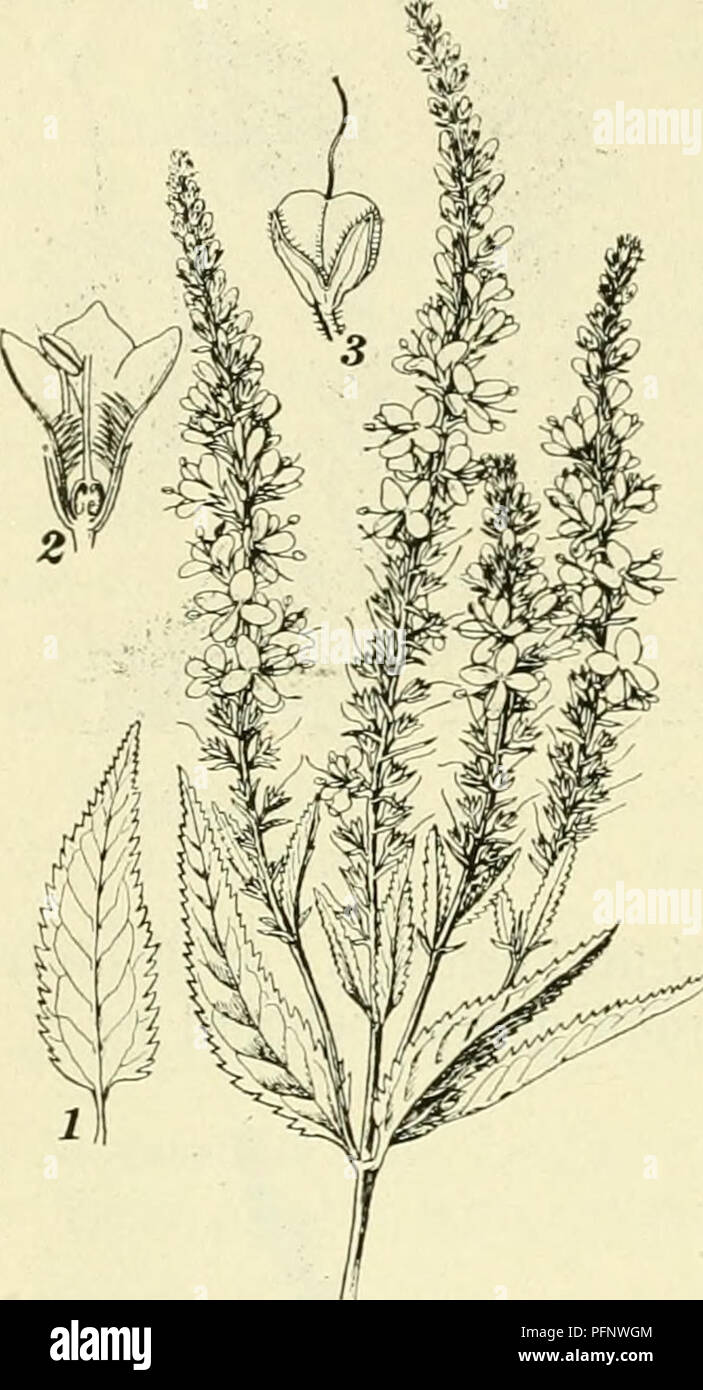 . De flora van Nederland. Pflanzen. 162 SC. WPHULARIACEAE. Â FAAAILIE 94.. kransen. De bladen zijn uit liartvormigen von afgeronden voet Langwerpig - tot Lijn - iancetvormig, spuckt, tot aan Höhle oben scherp ongelijk-, aan Höhle voet Rackinstallation gezaagd bijna Dubbel, aan weerszijden bijna kaal. De bloemen staan in een eindelingschen tros, er bovendien dikwijls zijn nog eenige zijstandige, alle zijn tamelijk dicht. De bloem - Stelen zijn Rackinstallation kürzeren Dan de kelk. De Lijn - priemvormig schutbladen zijn, omstreeks noch lang als de kelk. De bloemkroon ist Hemelsblauw, Tuinen ook Esprit. De doos-vrucht ist rondachtig, o Stockfoto