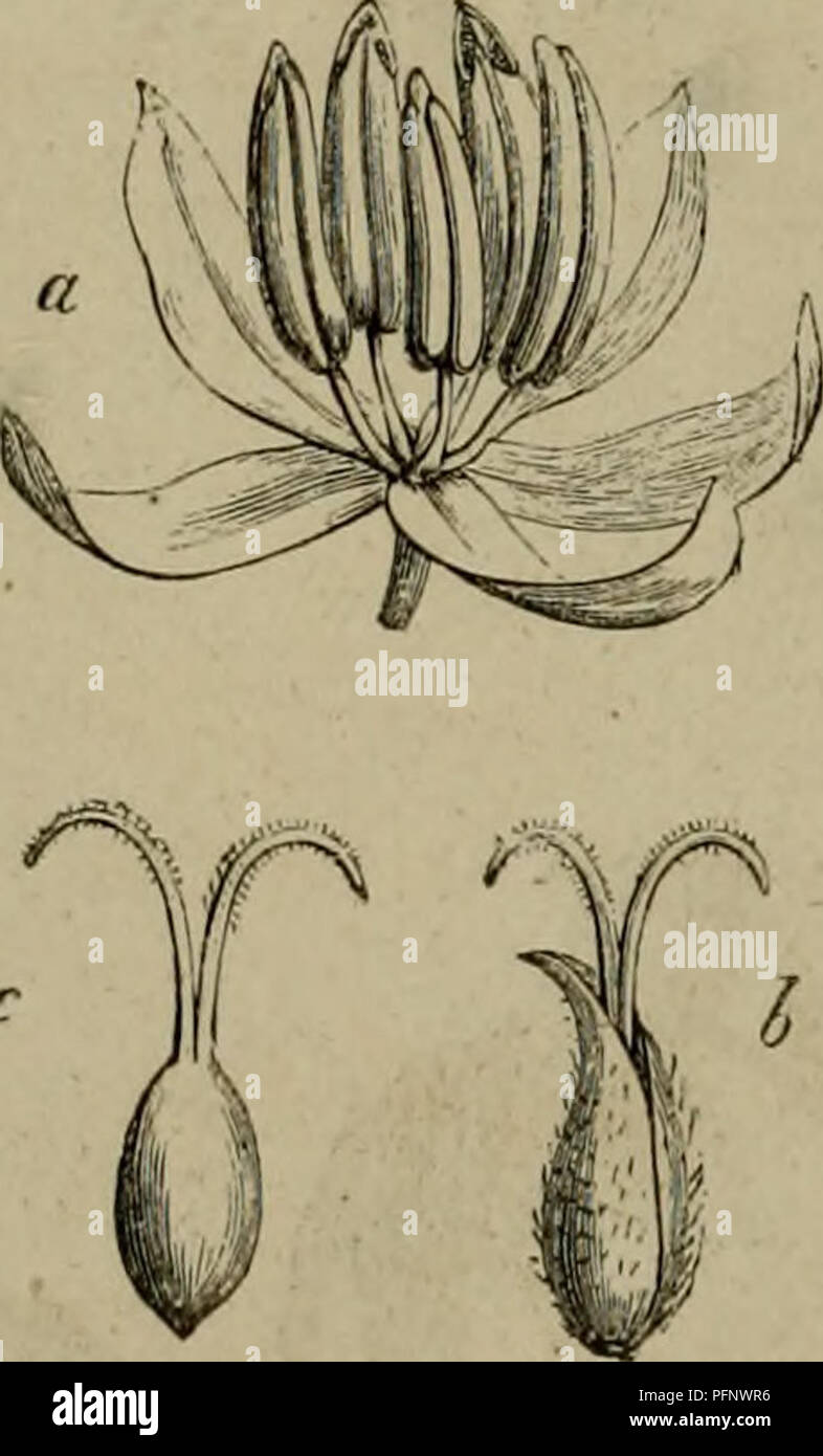 . De la fÃ© condation naturelle et artificielle des vÃ©gÃ©taux et de l'Hybridisierung, considÃ©rÃ©e dans ses Mehrfachrapport avec l'Gartenbau, l'agriculture et la Forstwirtschaft, Contenant les moyens pratiques d'OpÃ©rer l'Hybridisierung et de crÃ©er facilement des variÃ©tÃ©s Nouvelles. Düngung von Pflanzen; Pflanze Hybridisierung. 30 FÃCONDA T lOlN eine RTIF ICI ELLE. On peut donc Profiler de cette Disposition pour i'aire des fÃ© condations artificielles plus facilement que sur les Fleurs - maphrodites. Fleurs dioÃ ¯ &Lt;| nes. Beispiel DE DIÅCIIC. Pleur mÃ¢ lo et fleur Femelle pro Venant d'individus sÃ© Pares. L Stockfoto