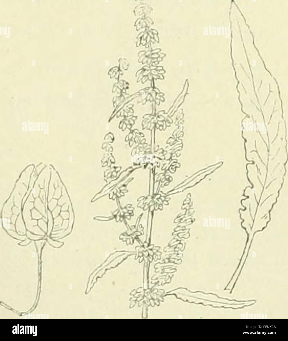 . De flora van Nederland. Pflanzen. Rumss sangiaice" als Bild. 66. onderste Bladen zijn Rackinstallation langgesteeld, stomp, Langwerpig - lancetvormig met afgeronden von hartvormigen Voet, iets, geoord gegolfd - gekarteld, de middelste Hart-lancetvormig, toegespitst. De schijntrossen zijn Alleen aan Höhle voet bebladerd. De - vruchtbloem dekslippen zijn lancetvormig - Langwerpig, gaafrandig, 1 von 2 zonder knobbels. Overigens komt de Anlage häufig met R. conglomeratus overeen, doch ist hooger zij en slanker. De gelijken bloemtrossen b.v. door Het groot Anzahl bloemen, doordat voldoet Zoo klein zijn en doordat de kransen van e Stockfoto