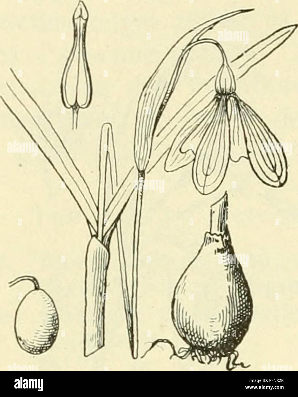 . De flora van Nederland. Pflanzen. 294 - Der AMARYLLIDACEAE. - 11.. Galanthus nivalis Abb. 205. afsluit (zie bij Narziss). In der Höhle oksel van den Rok van het sclieedeblad ontwikkelt Zürich in den Regel een nevenbol, sterben Het slechts 2 volgend jaar Bladen, doch Geenen bloemstengel vormt. Er zijn dus 2 Bladen, artikel voldoet lijnvormig, 4-8 mM Rasse, Vlak, stomp, gekield, blauwgroen, rackinstallation kürzeren Dan de eenbloemige, ronde Stengel. De bloem ist Witz, Hangend en komt uit een gebogen bloemscheede, sterben aan de Randen en in het Midden vliezig ist en Langer ist Dan de Bloem - Stahl. Het bloemdek ist klokvormig, 6-b Stockfoto