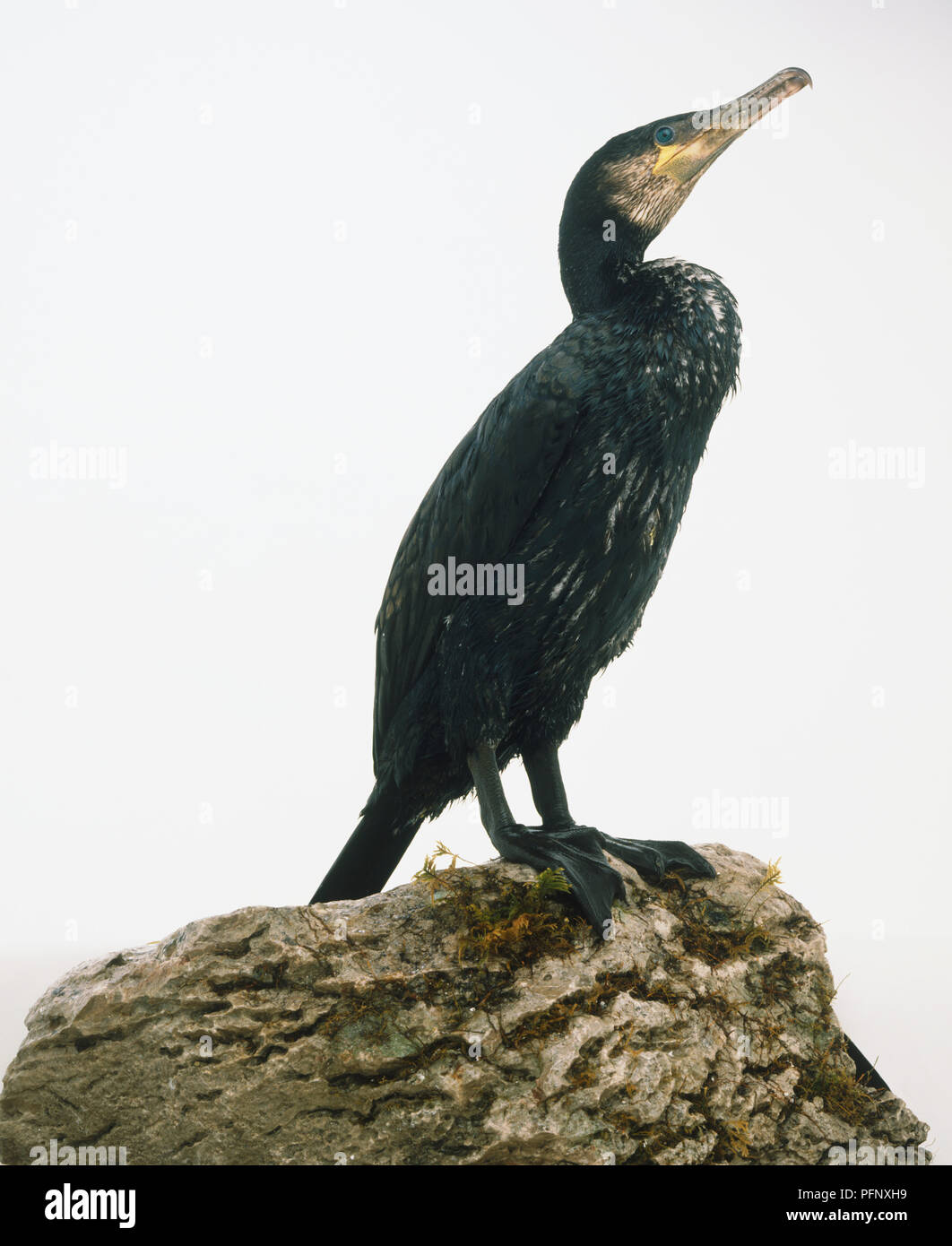Kormoran (Phalacrocorax carbo) auf einem Stein saß Stockfoto