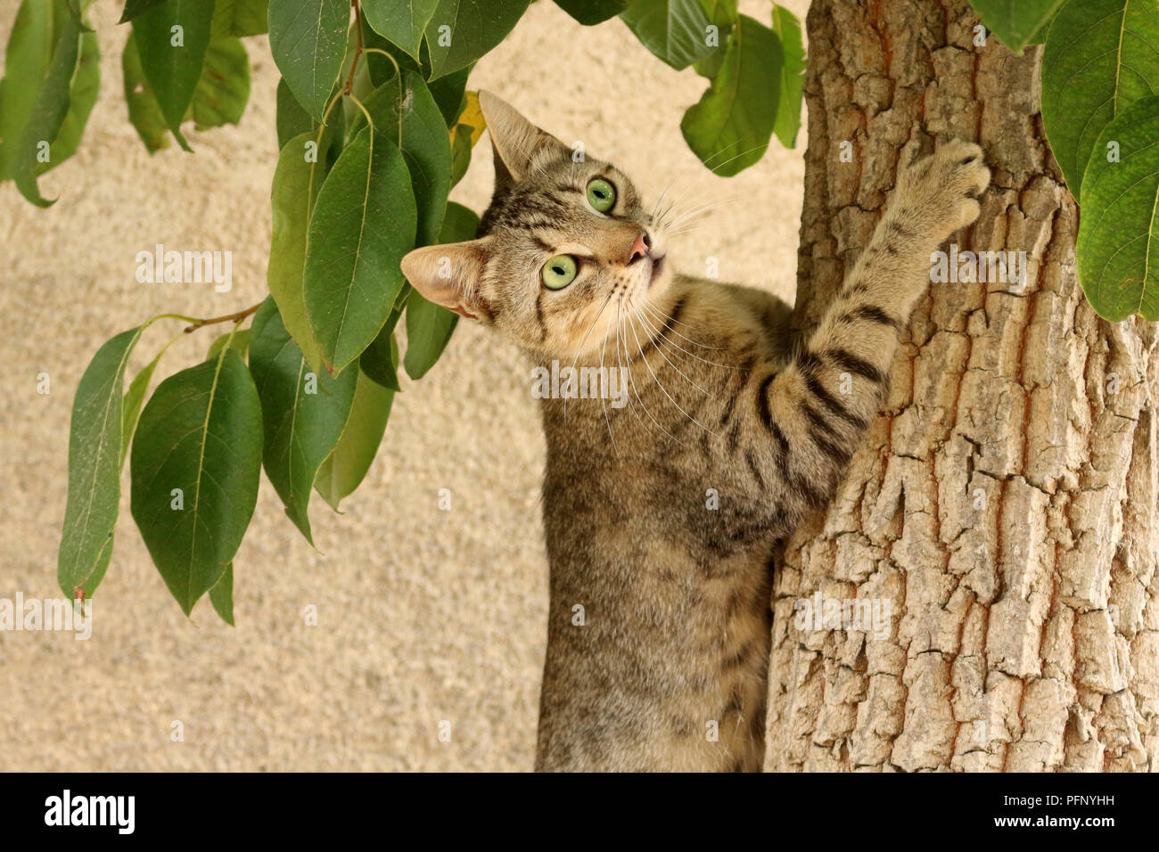 Hauskatze, schwarz gestromt, auf einen Baum Stockfoto