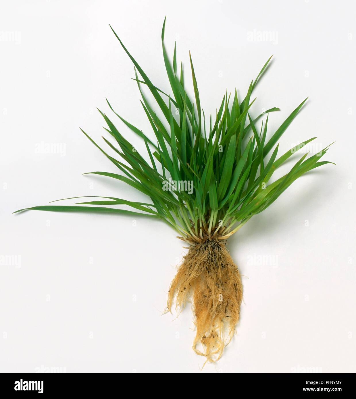 Anthoxanthum odoratum (Süße vernal Gras), Blätter mit Wurzeln befestigt