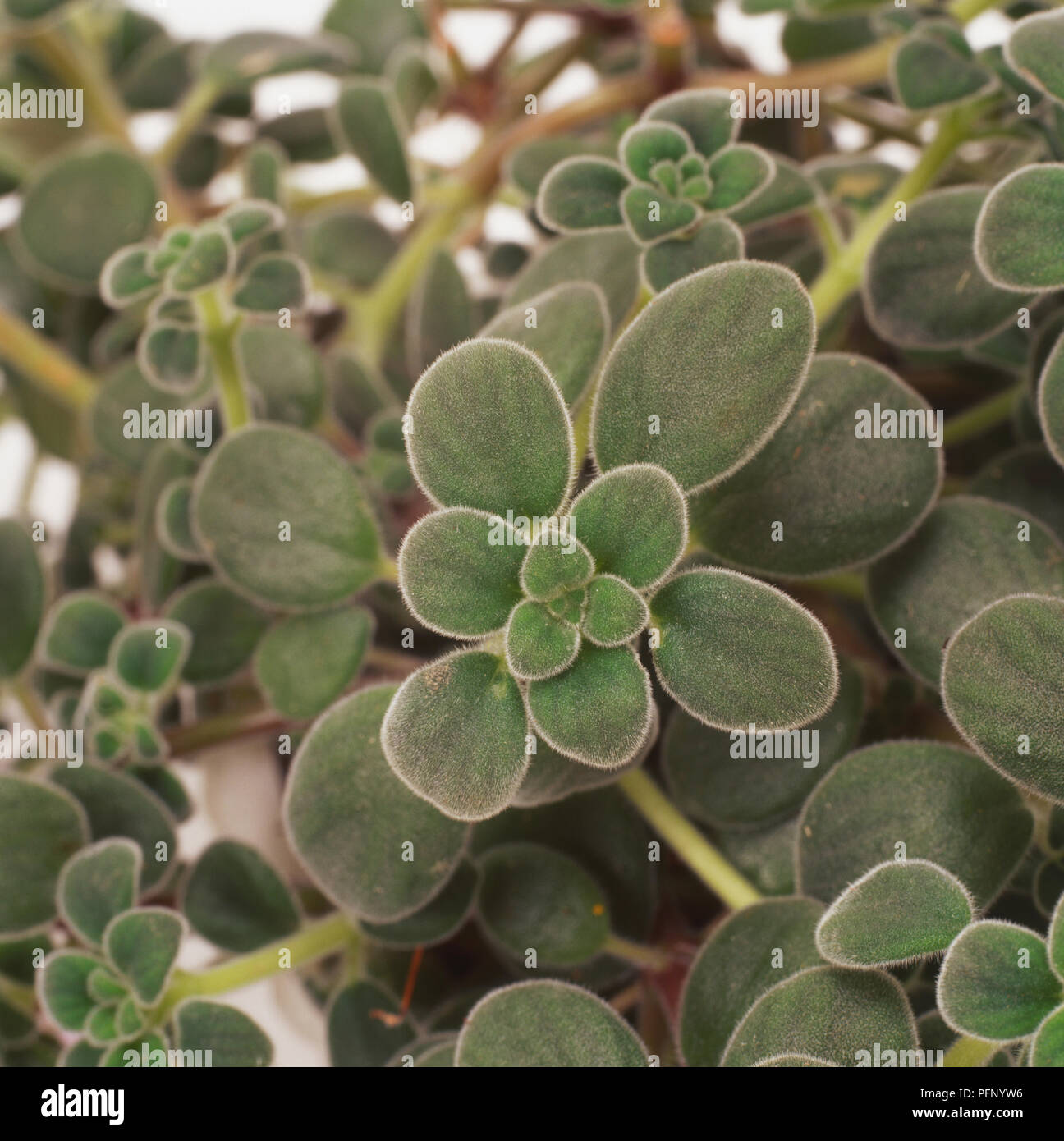 Streptocarpus saxorum, Cape Primrose, Rosa - gezeichnete, samtigen Blätter wachsen in Clustern, hautnah. Stockfoto